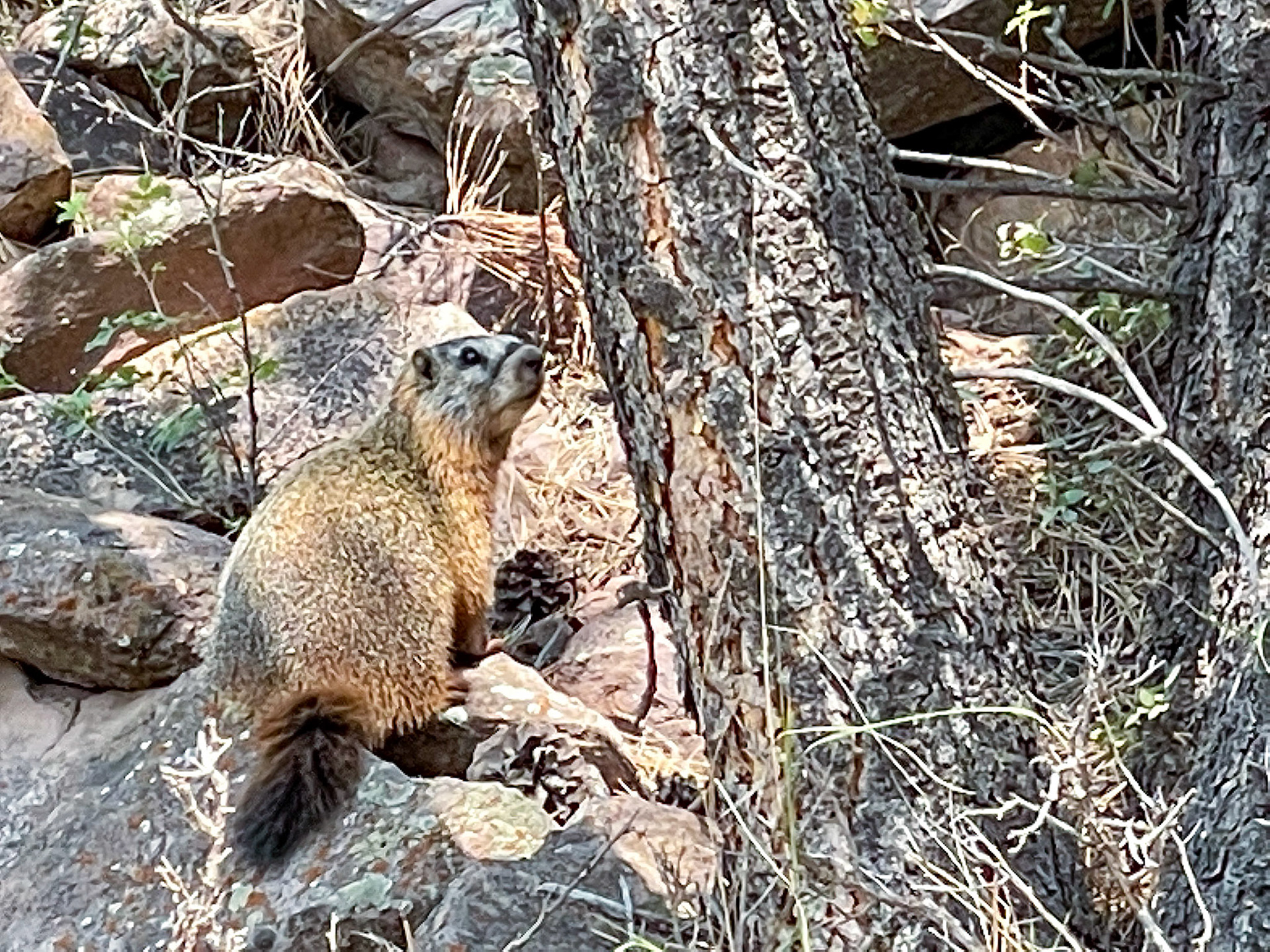 Yellow bellied marmot at our campground