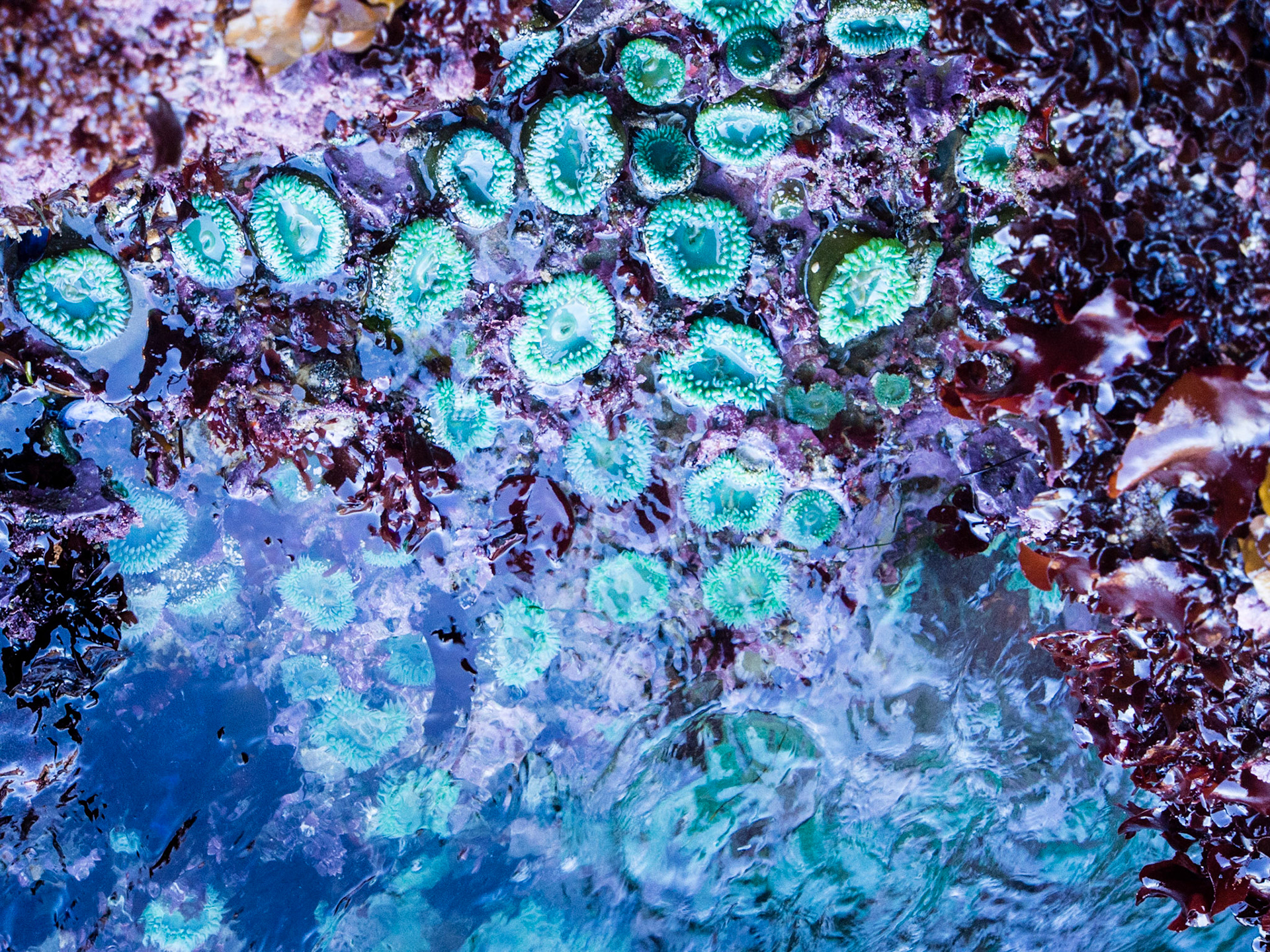 Cave dwellers, Oregon Beach