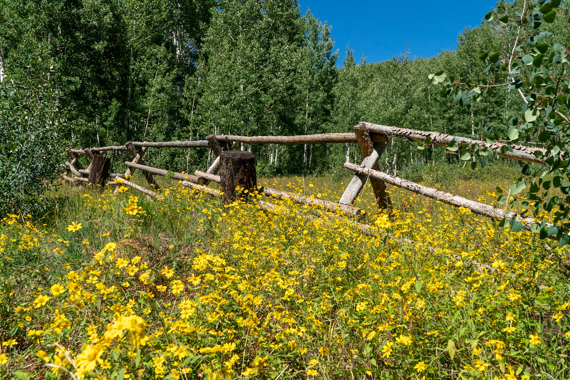 Sunflowers along the road in Pine Canyon