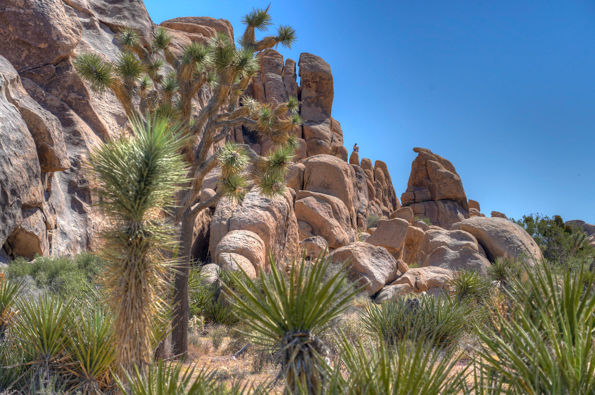 Hidden Valley area in Joshua Tree NP