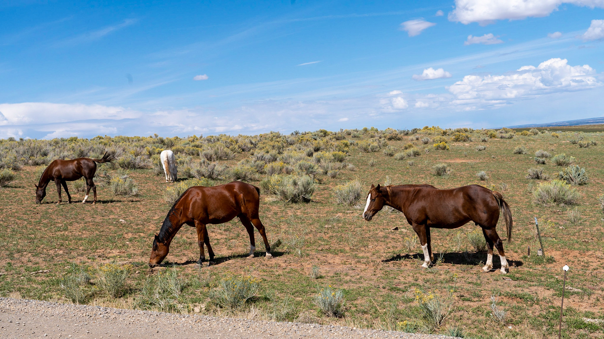 Wild horses beside the road