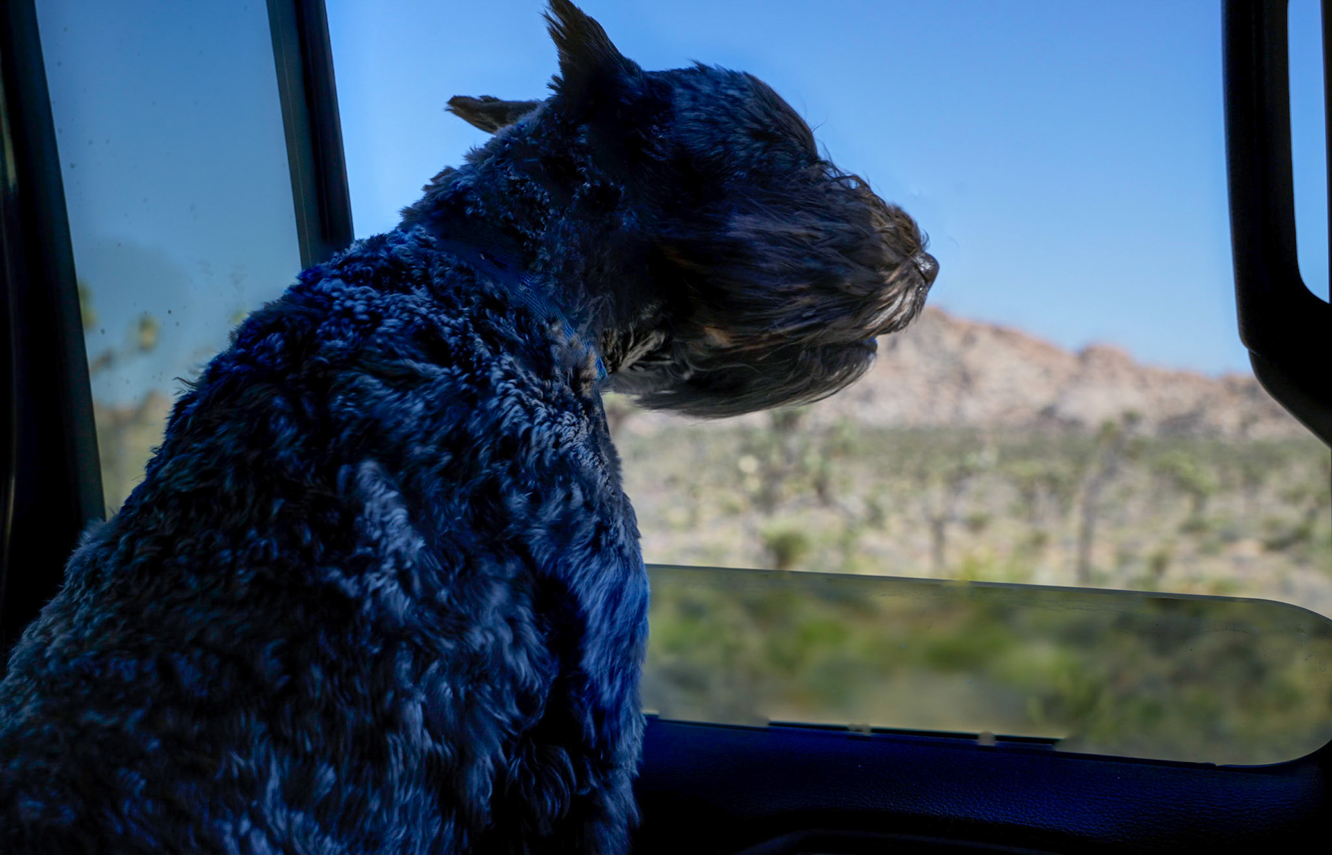 Tripp enjoying the drive