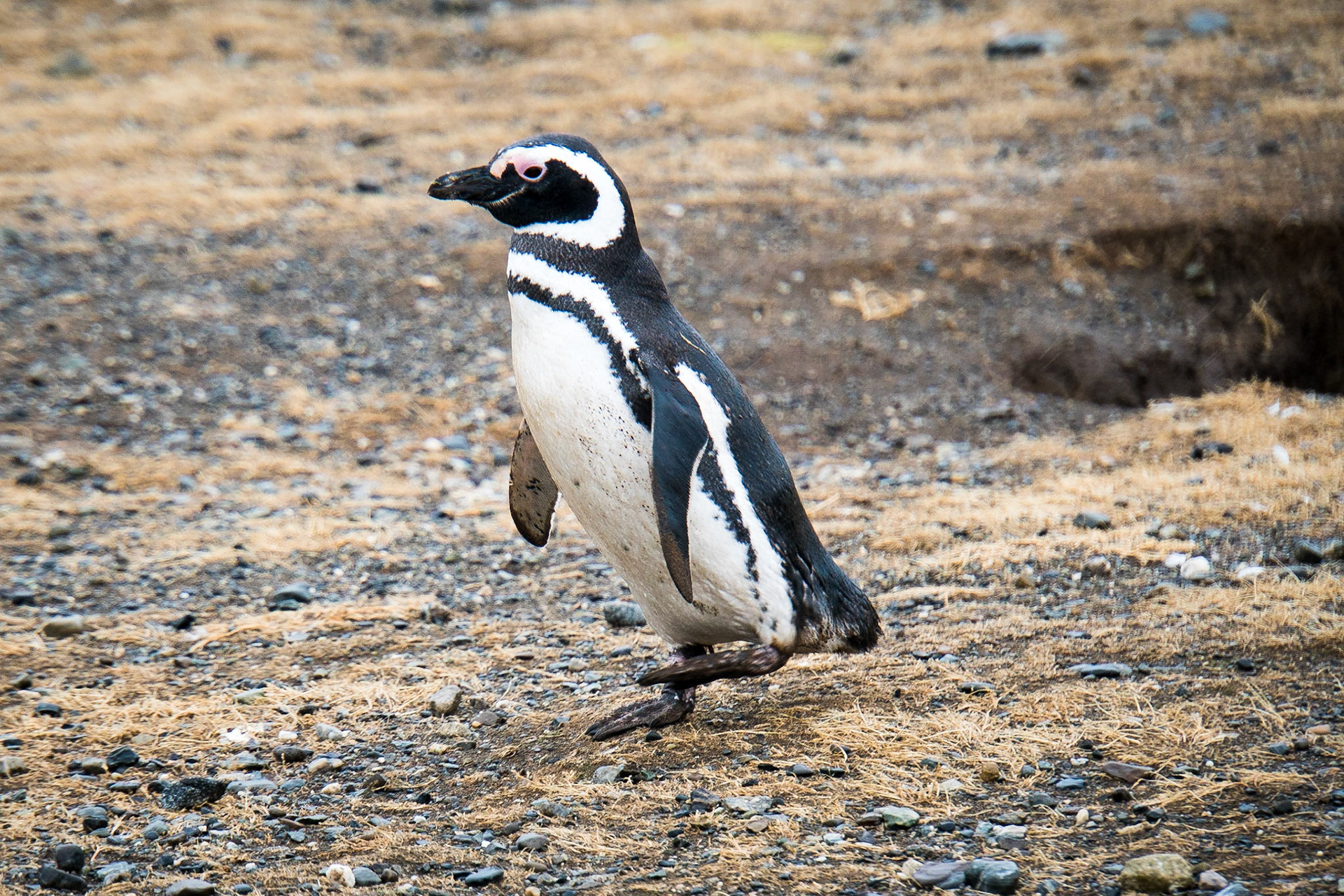 Magellanic penguins