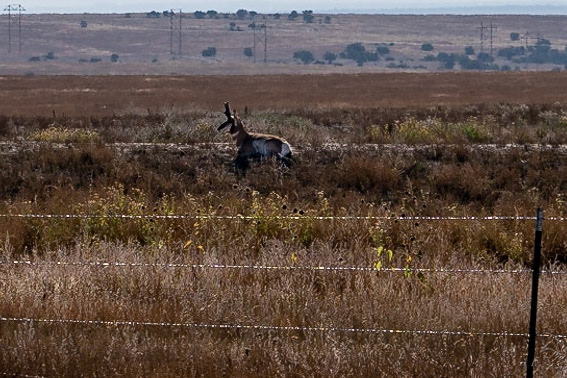 Pronghorn behind our campground