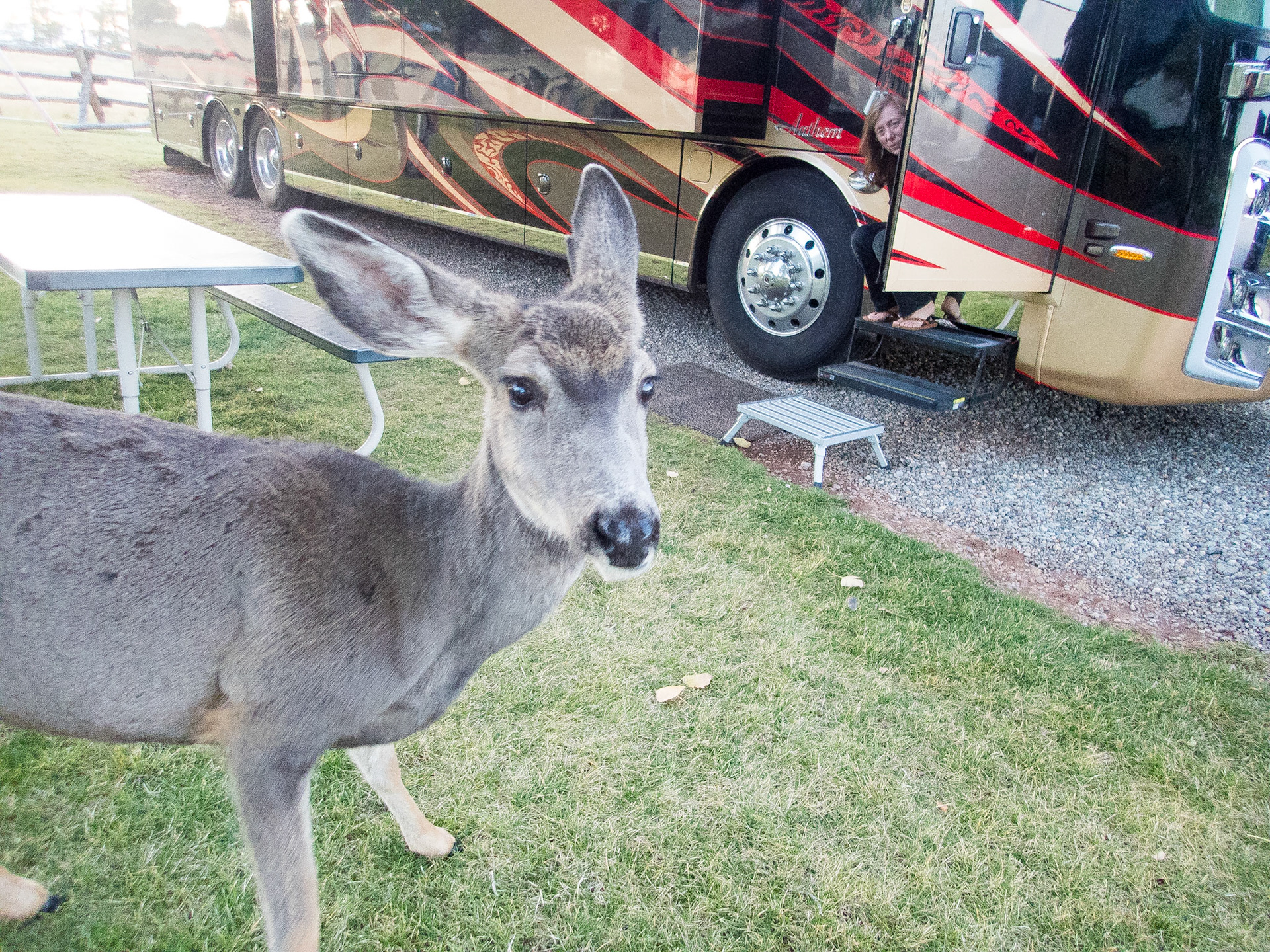 Our friendly campground deer