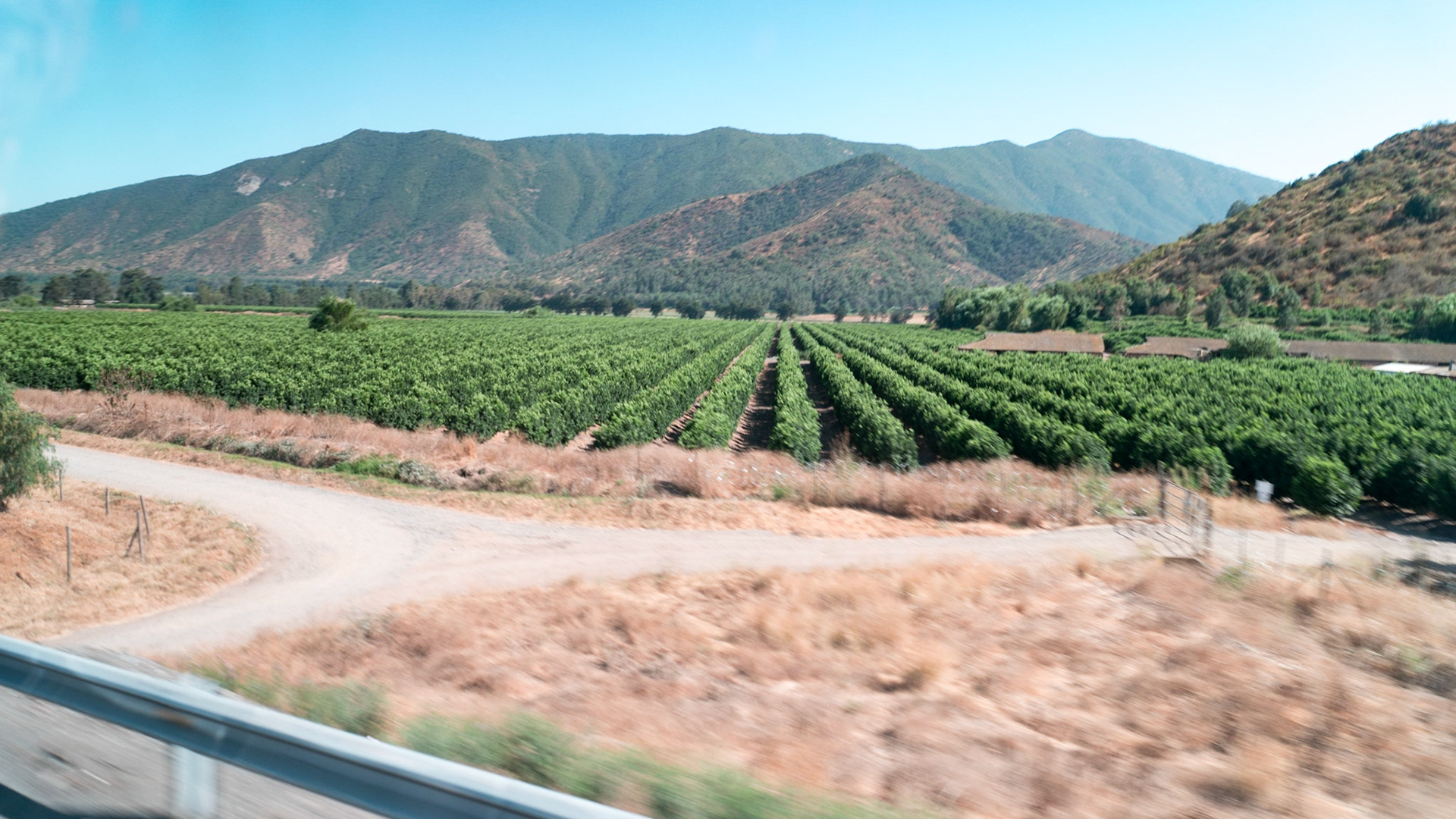 Avocado farm on the road to Puerto San Antonio
