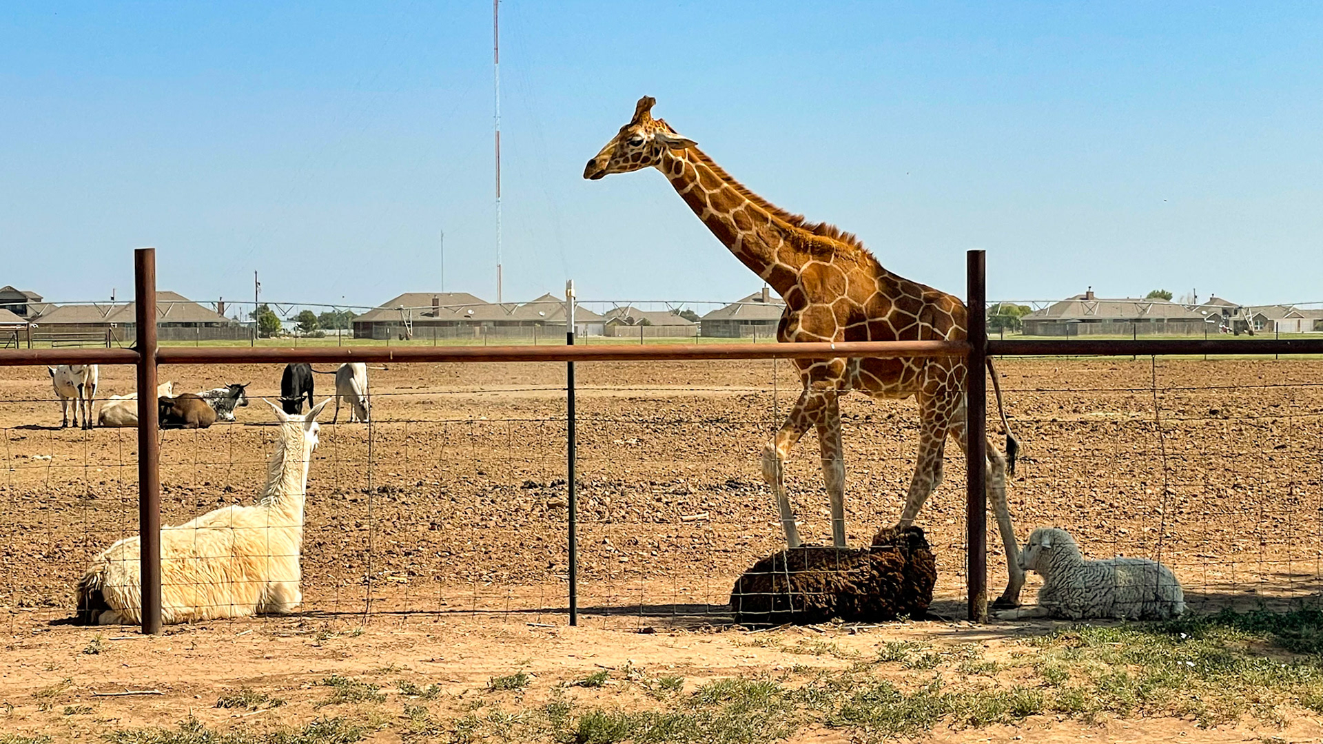 Private zoo on the Amarillo backroads