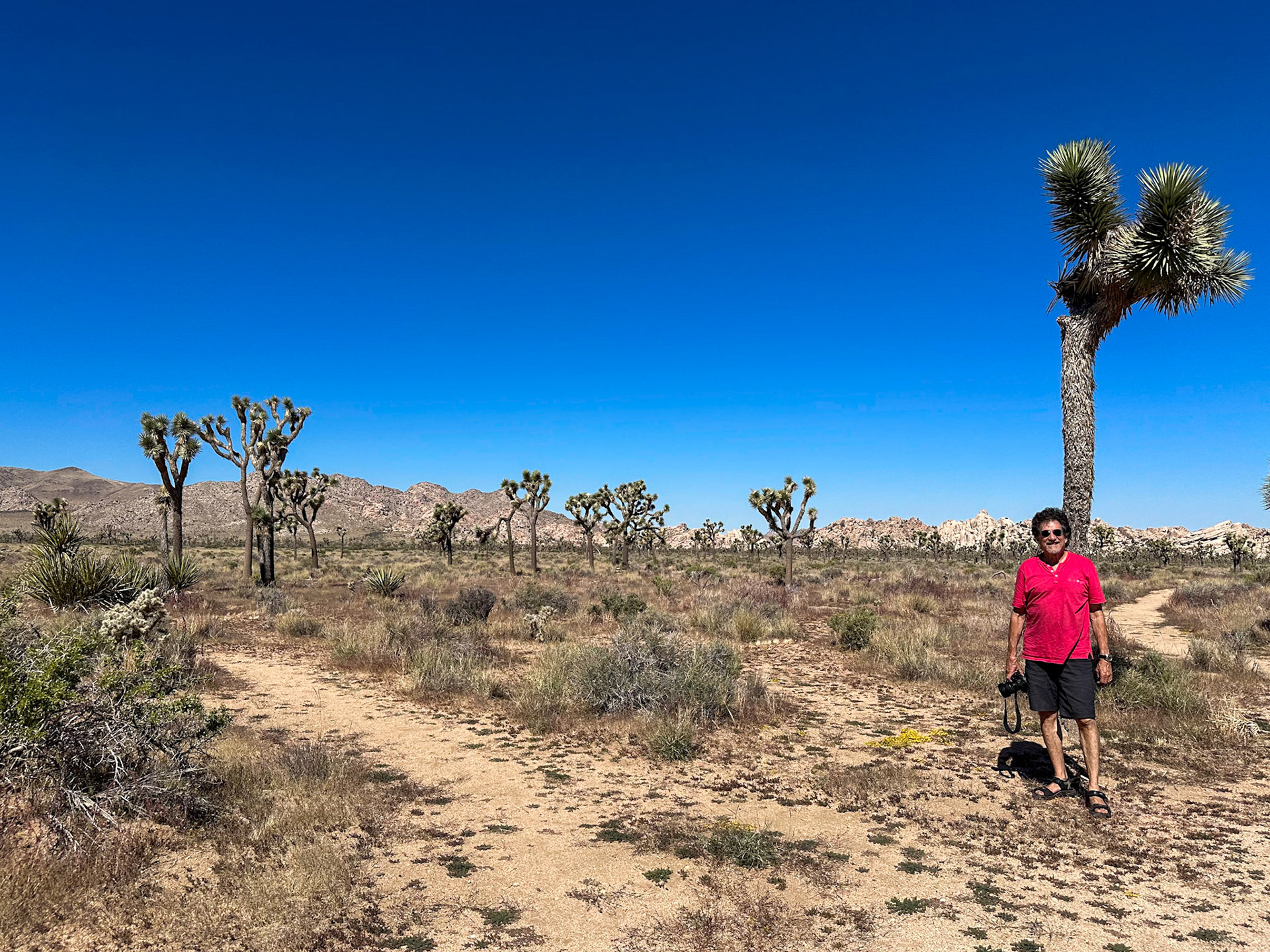 Cap Rock area in Joshua Tree NP