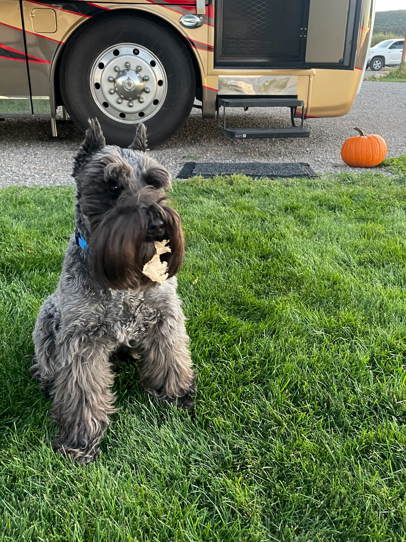 Tripp - you have a leaf in your beard