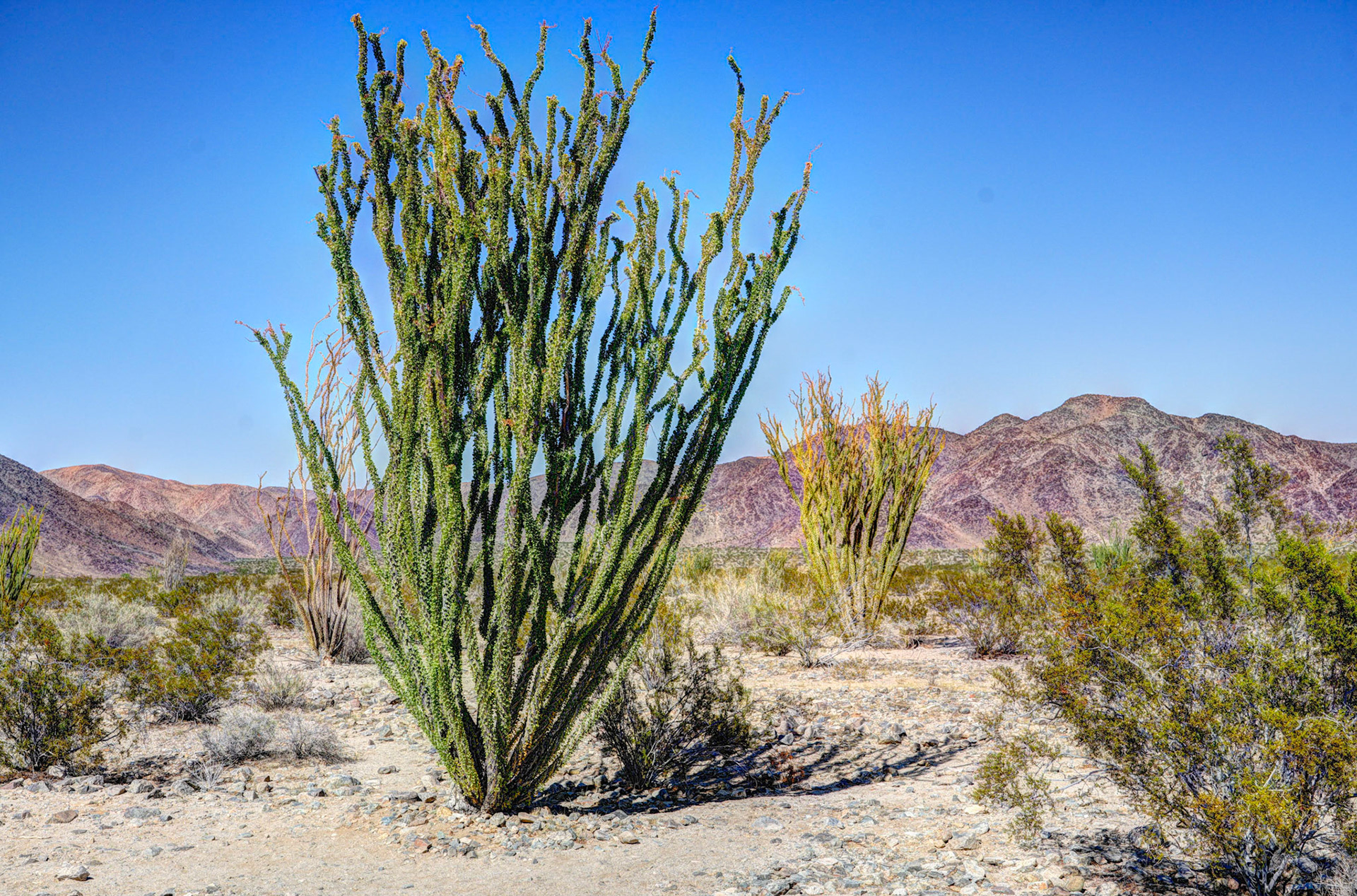Ocotillo isn't a cactus