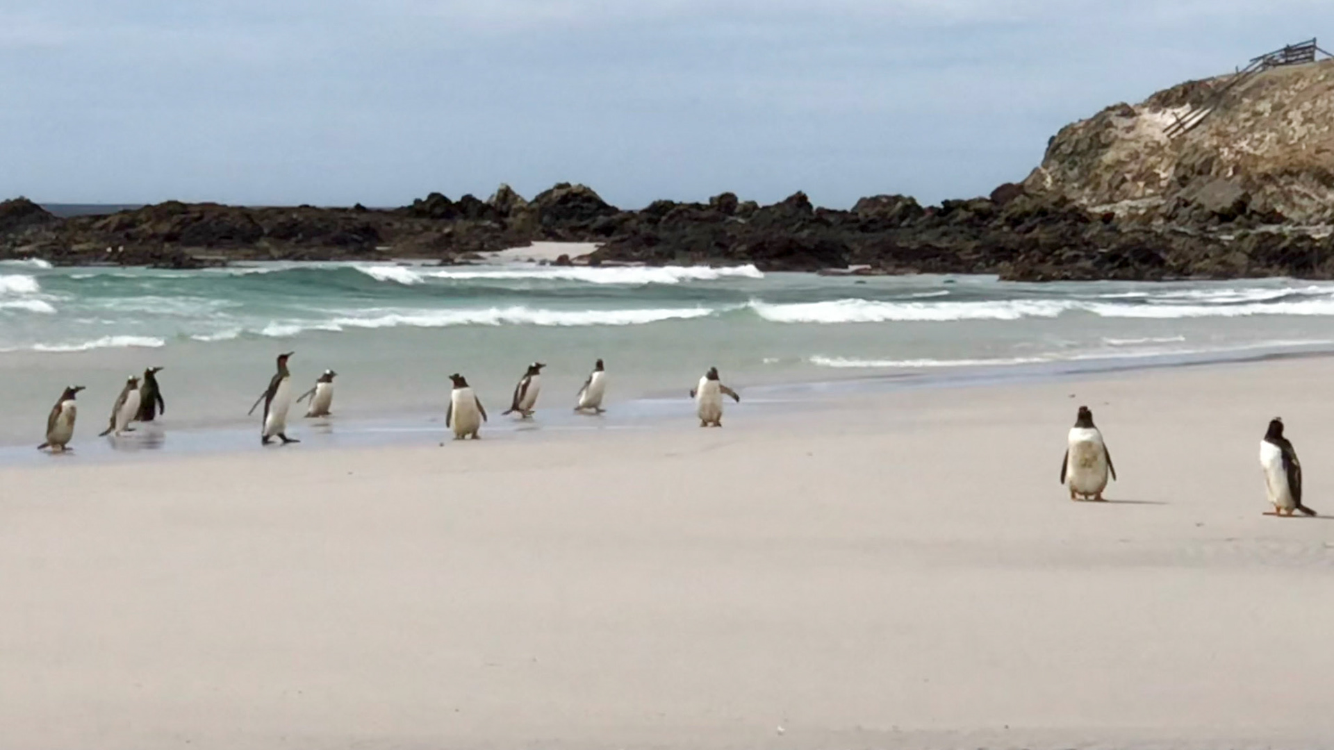 Gentoo penguins heading to sea