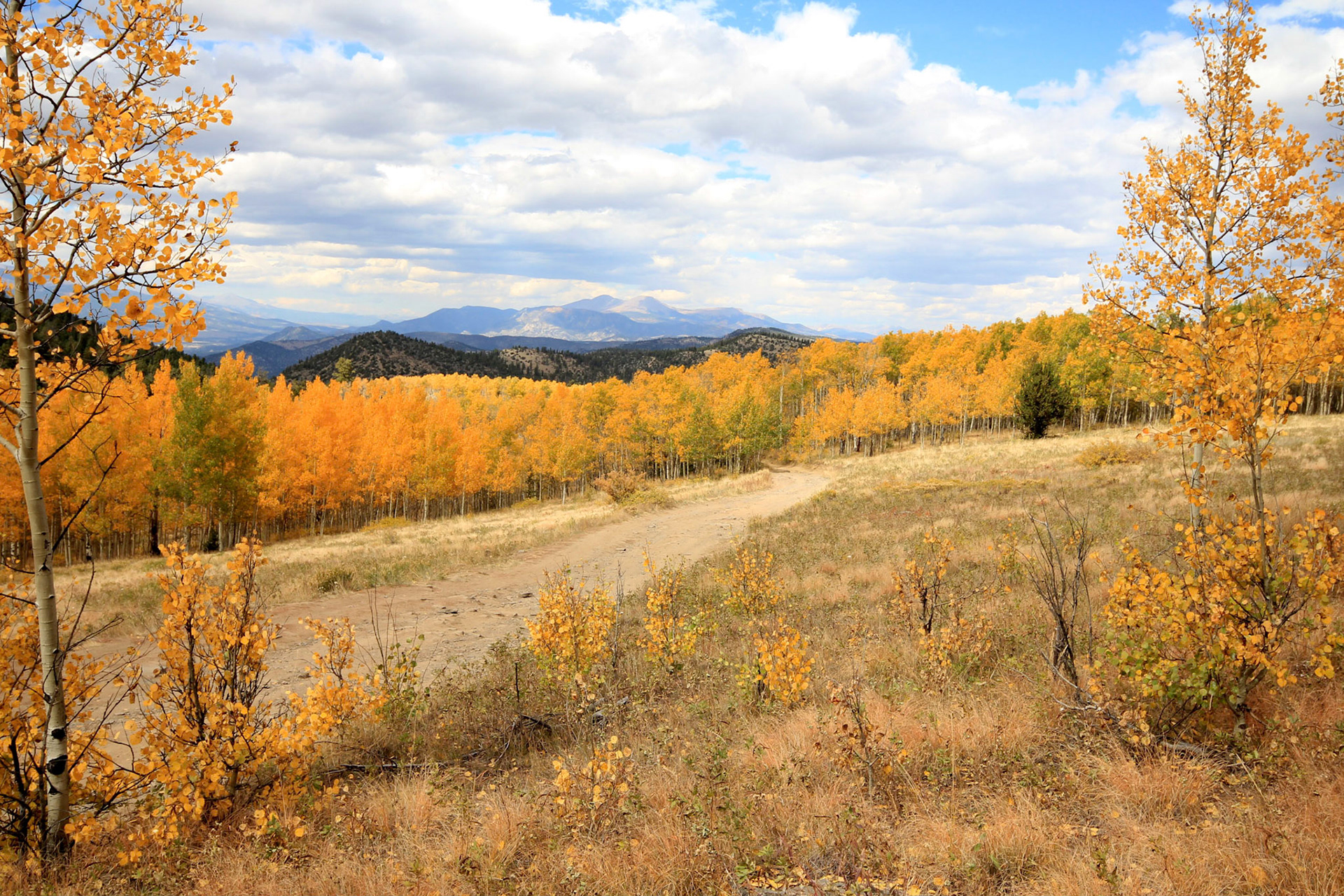 Aspen forest near Salida Colorado
