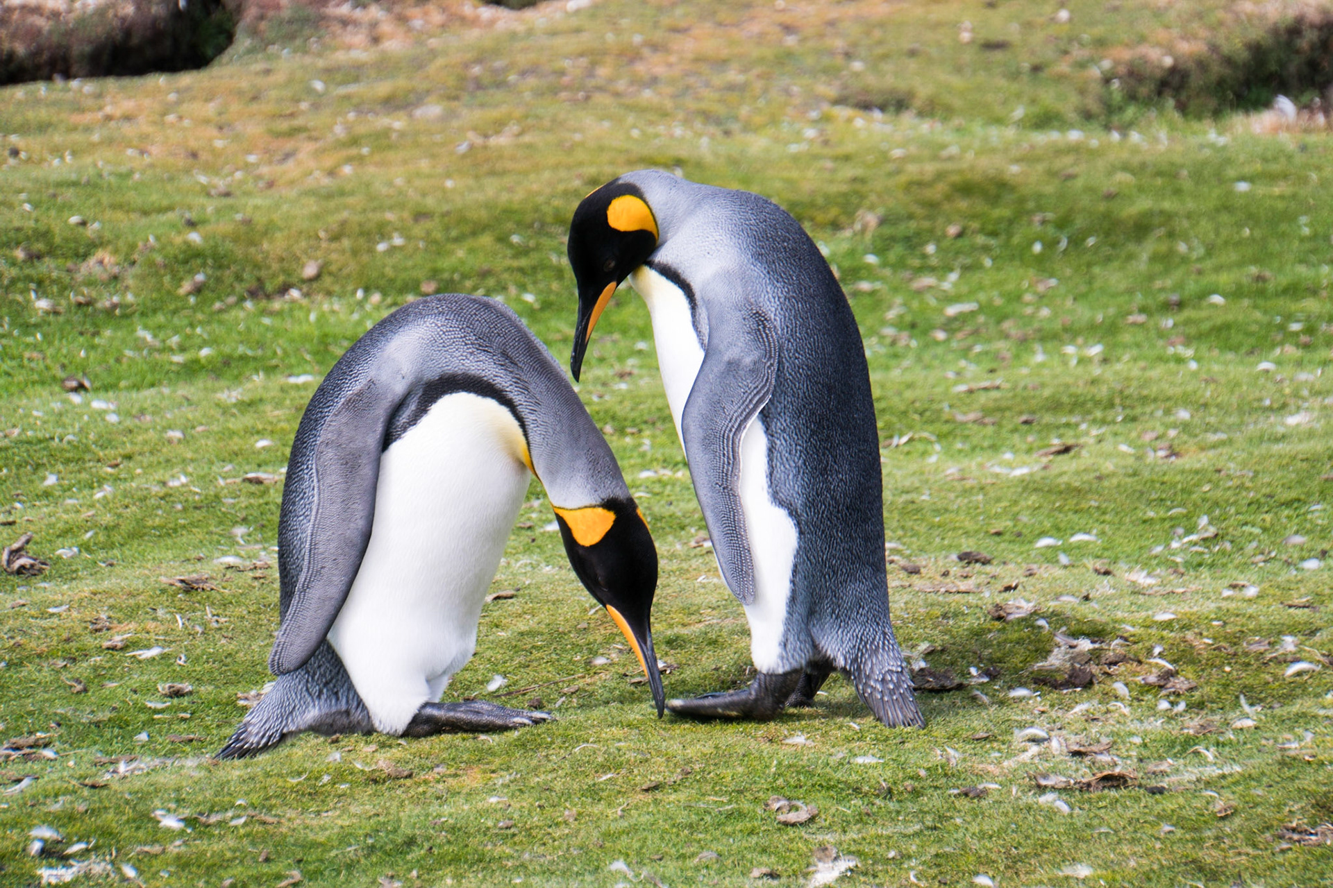 King penguins at Volunteer Point in the Falkland Islands