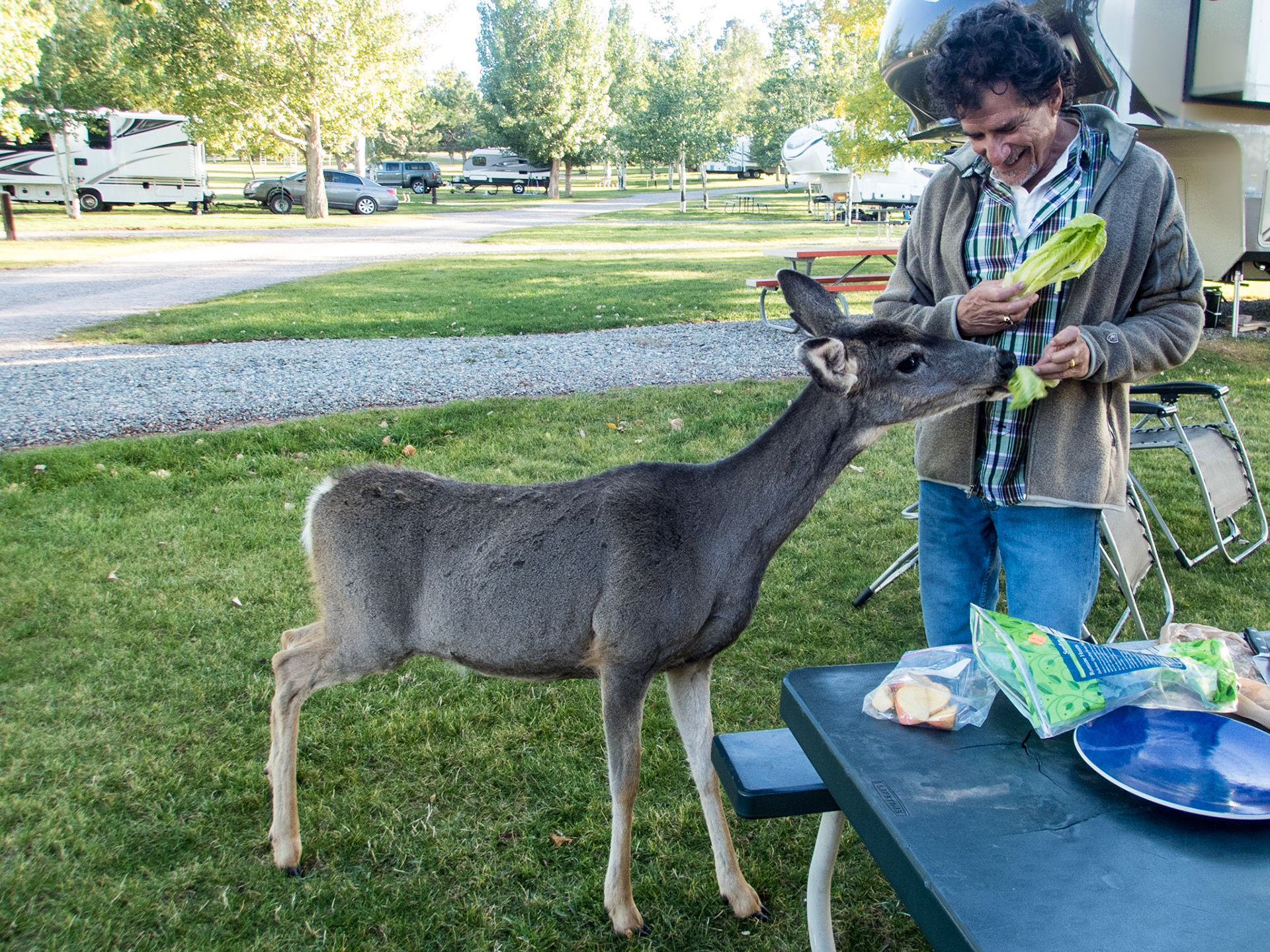 Our friendly campground deer