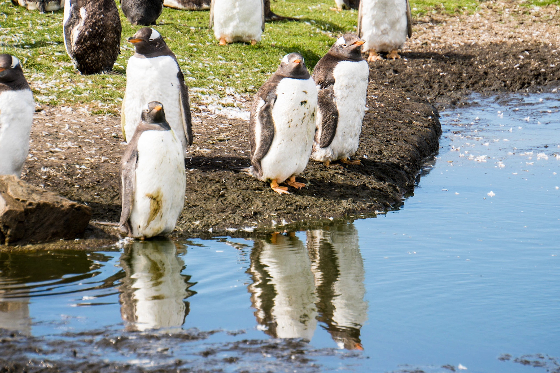 Gentoo penguins