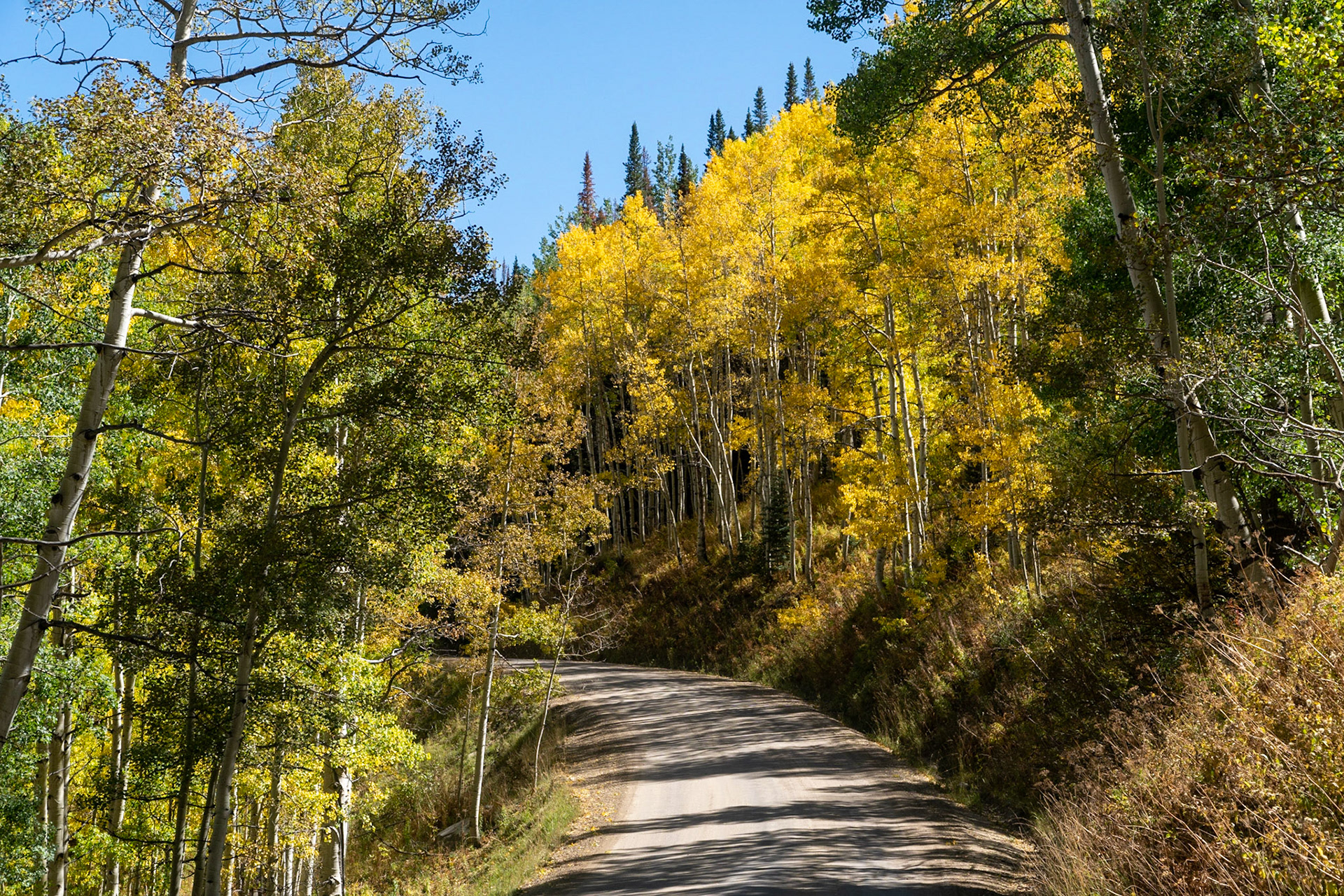 The trail leads thru aspen groves