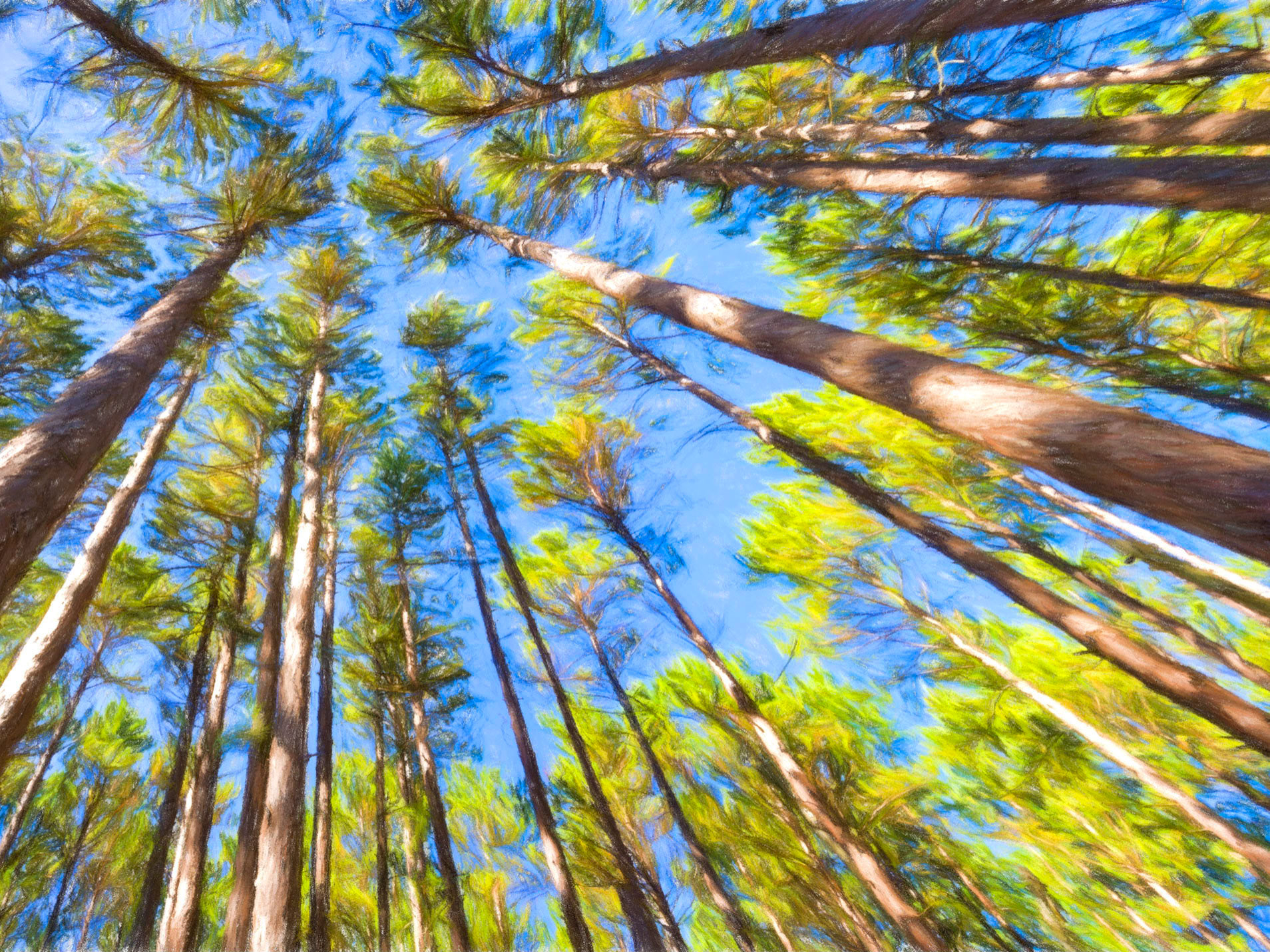 Painted Red Pines in Itasca State Park