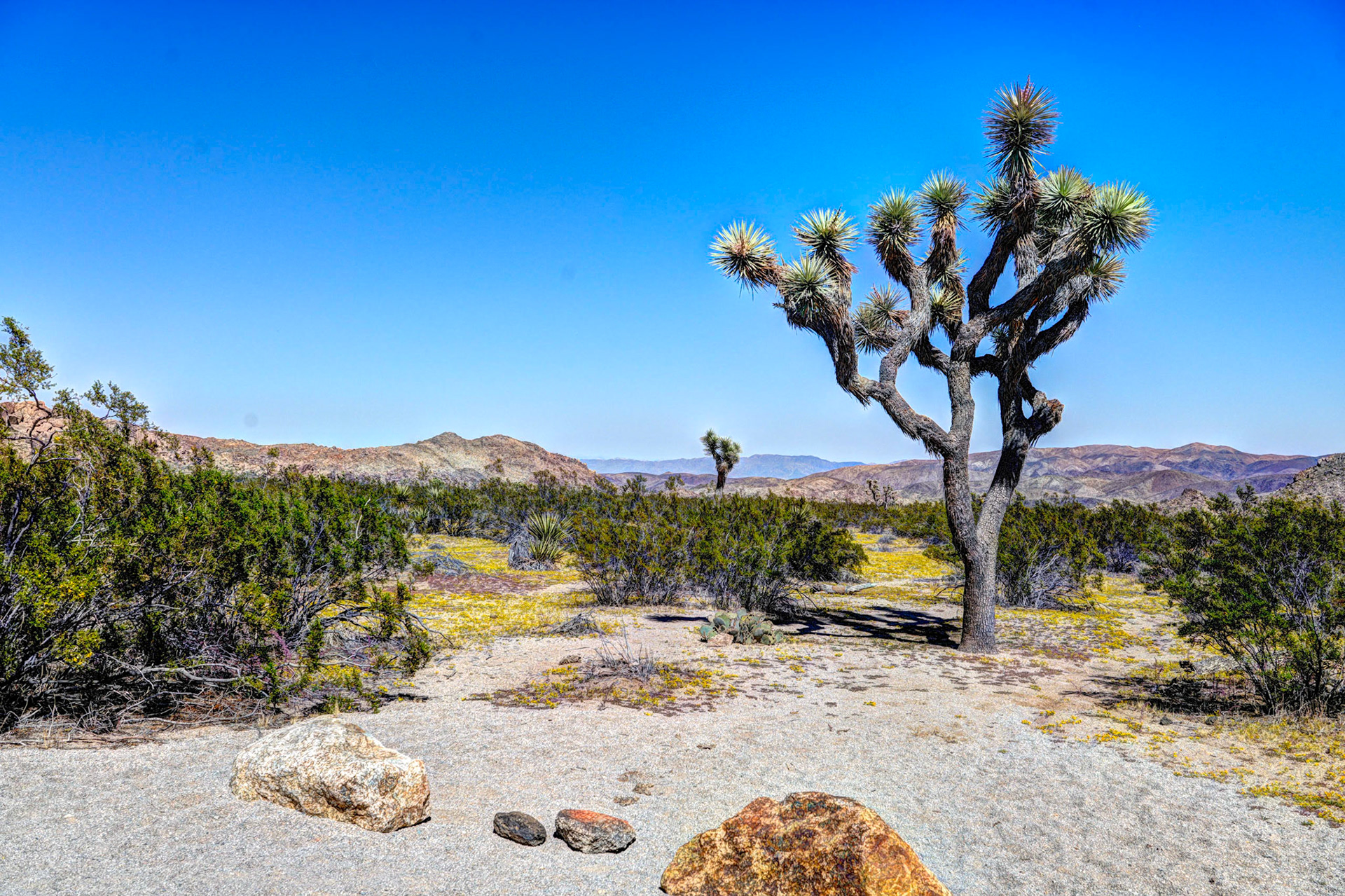Joshua Tree National Park