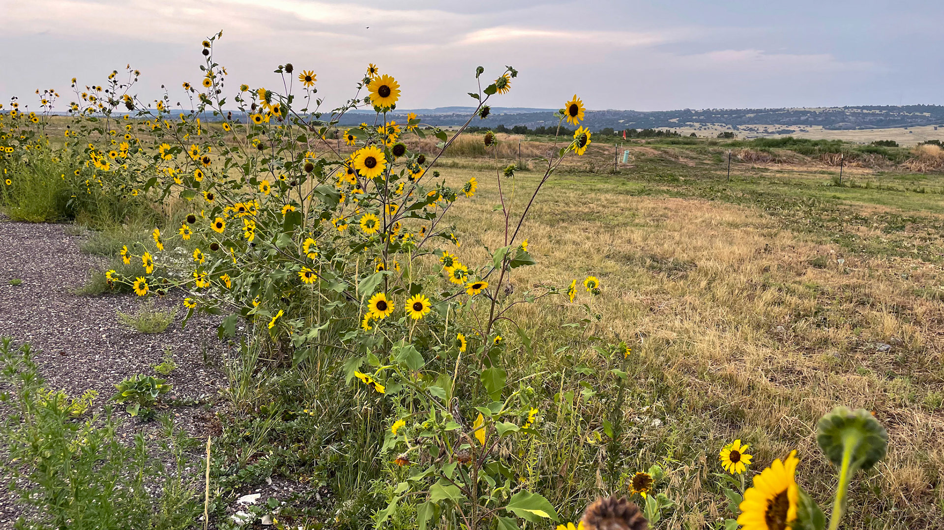 Sunflower's at Colorado City KOA