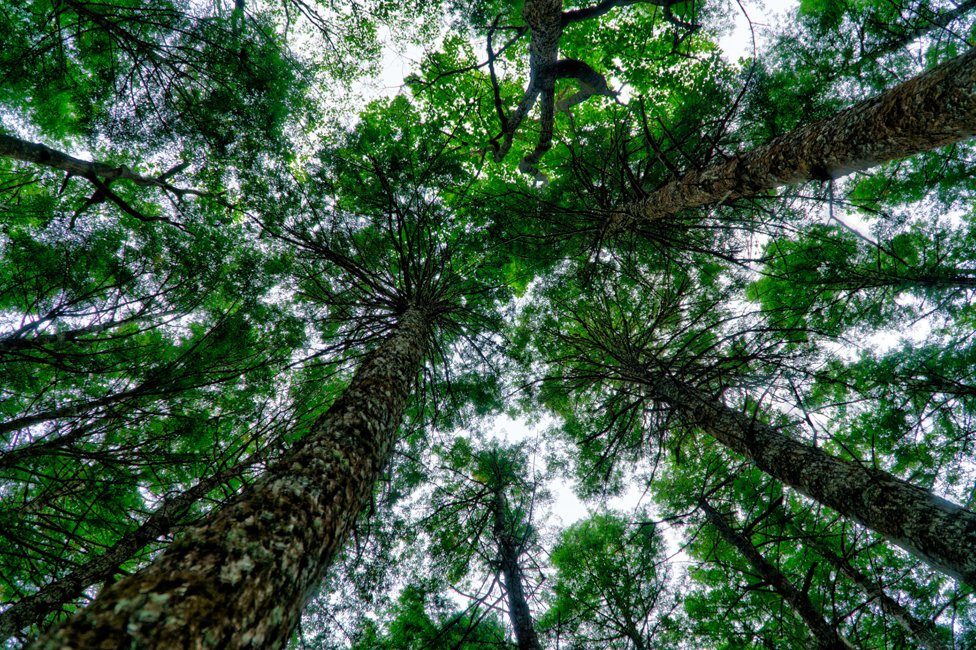 Maple trees along the trail in Kejimkujik National Park