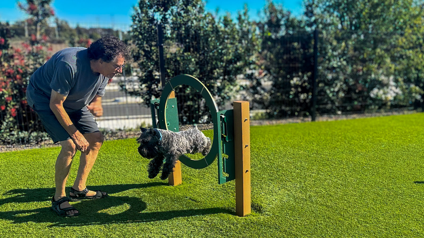 Dog tricks at the dog park