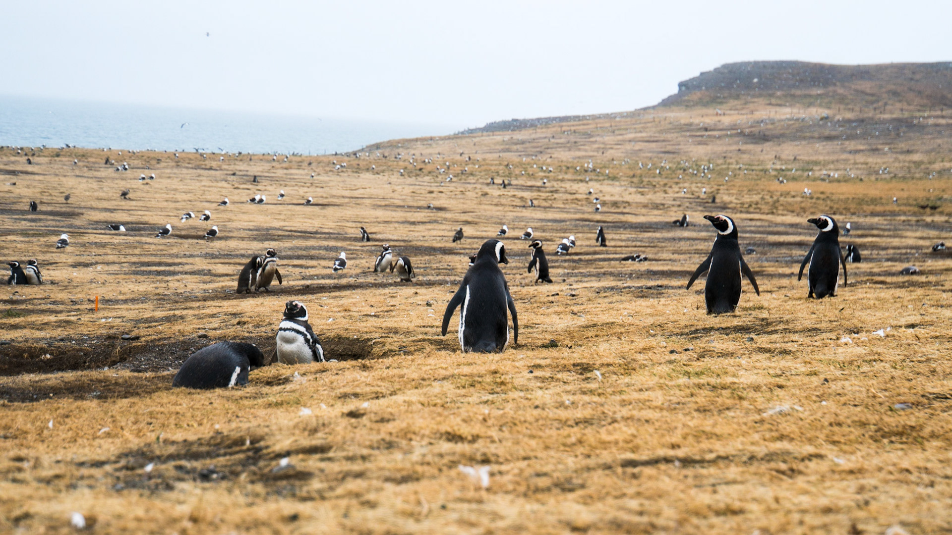 Magellanic penguins nesting in their burrows