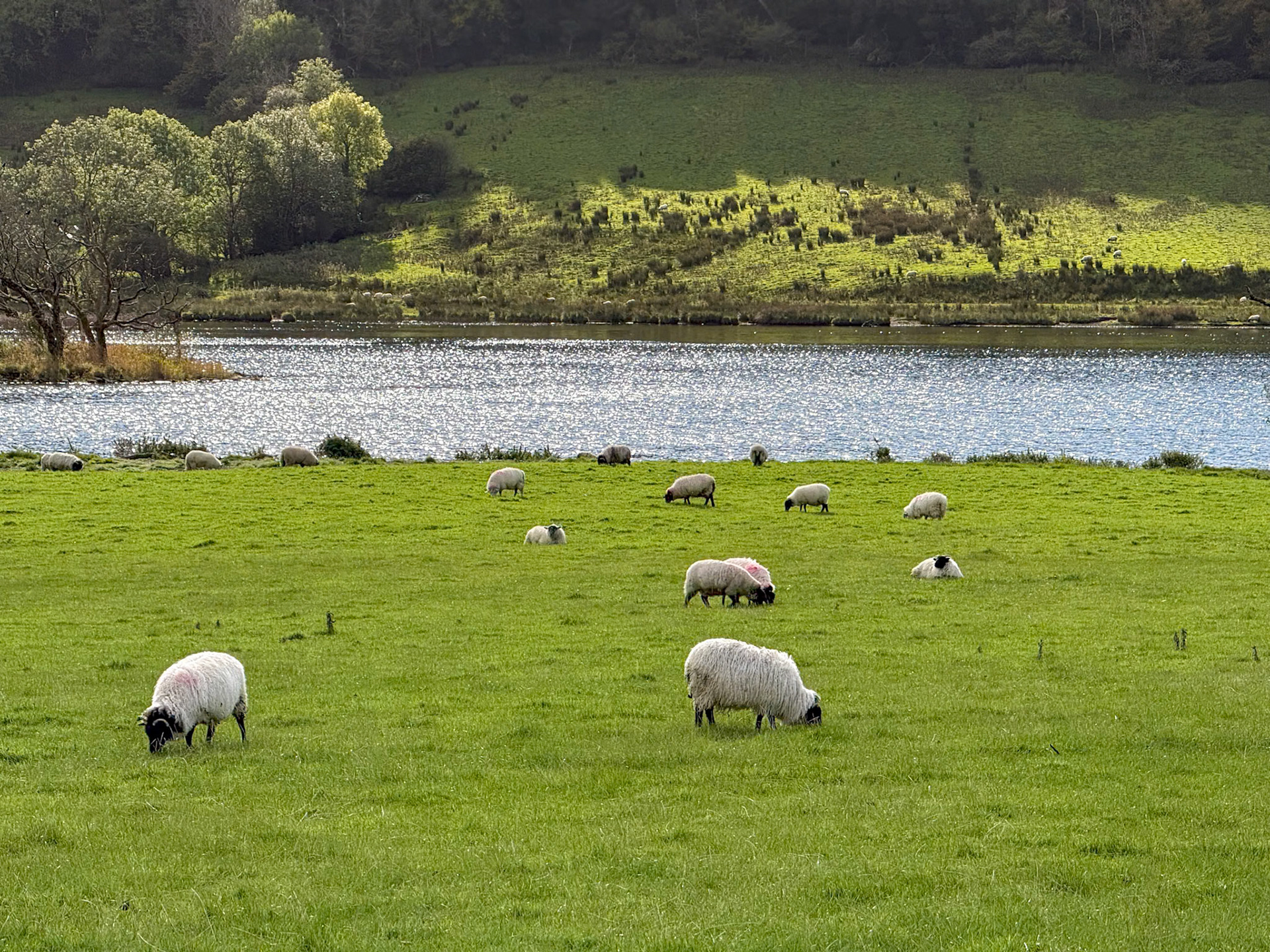 More sheep than people
