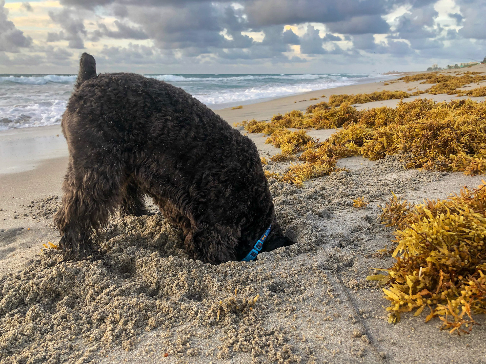 Diggin