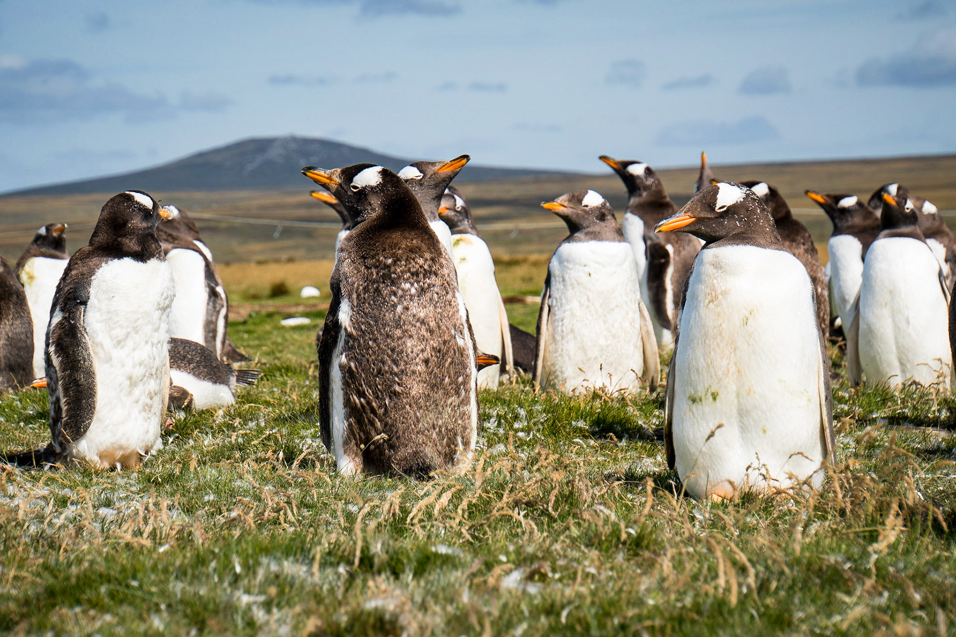 Gentoo penguins