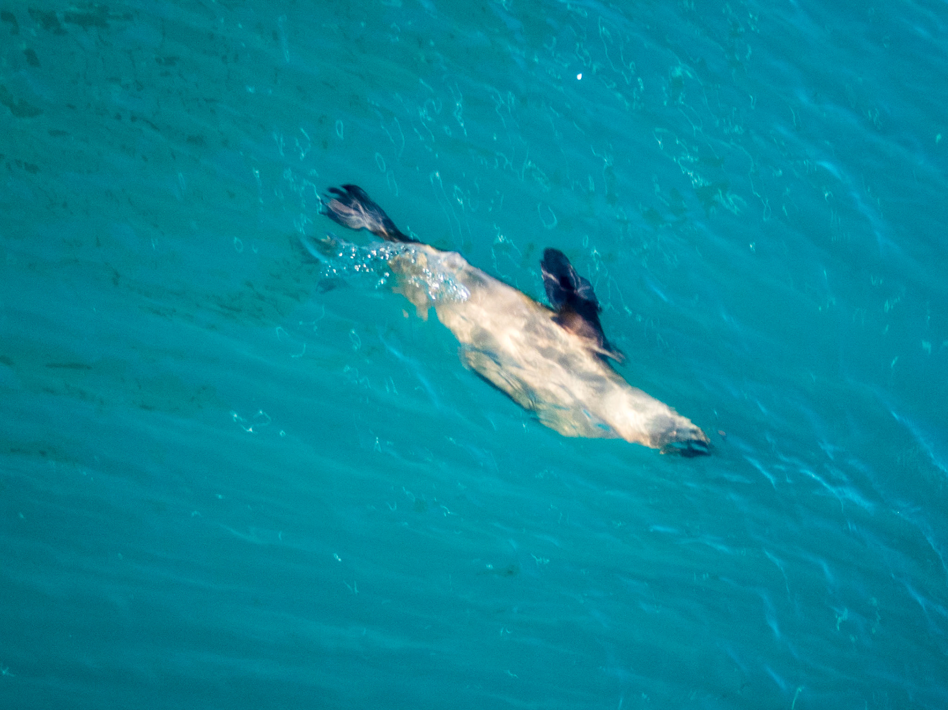 A sea llon in the harbour near Puerto Madryn