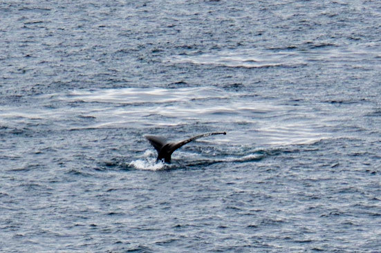 Humpback whales