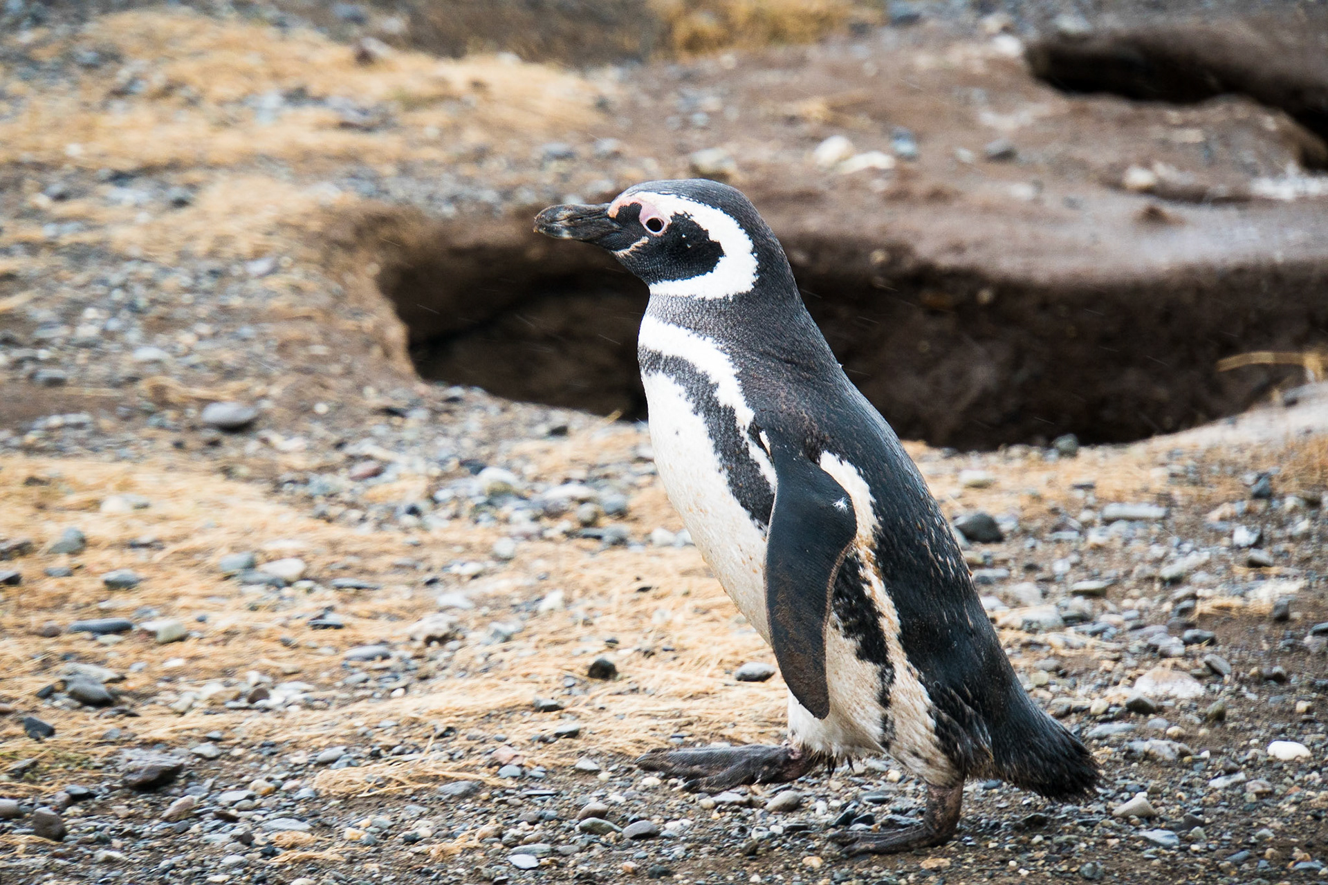 Magellanic penguins