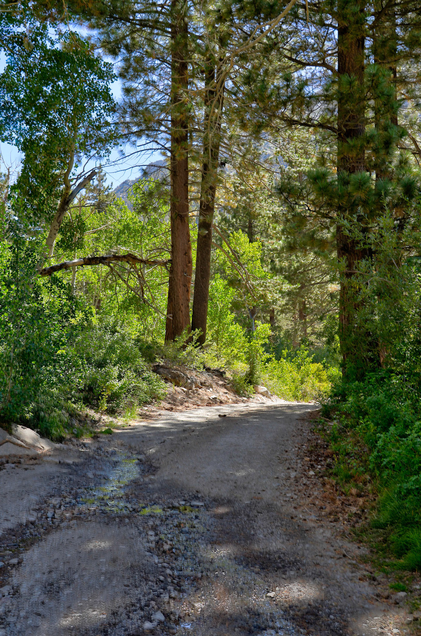 The forest road leads to Lundy Lake