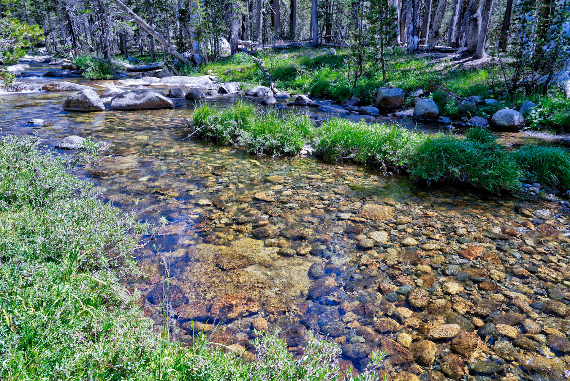 A fork of the Tuolumne River