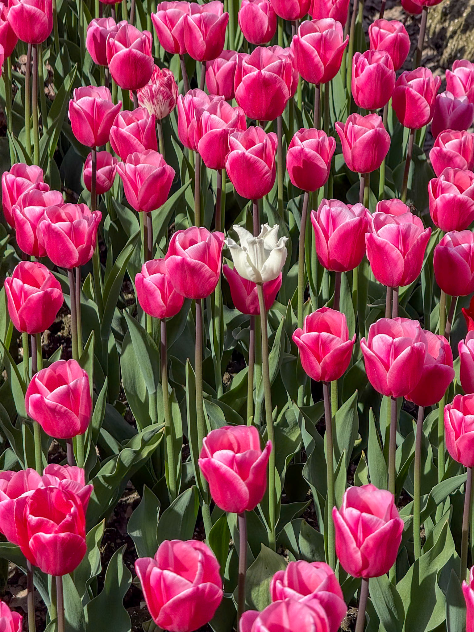 Tulip tour with Gerrit,  our tour guide