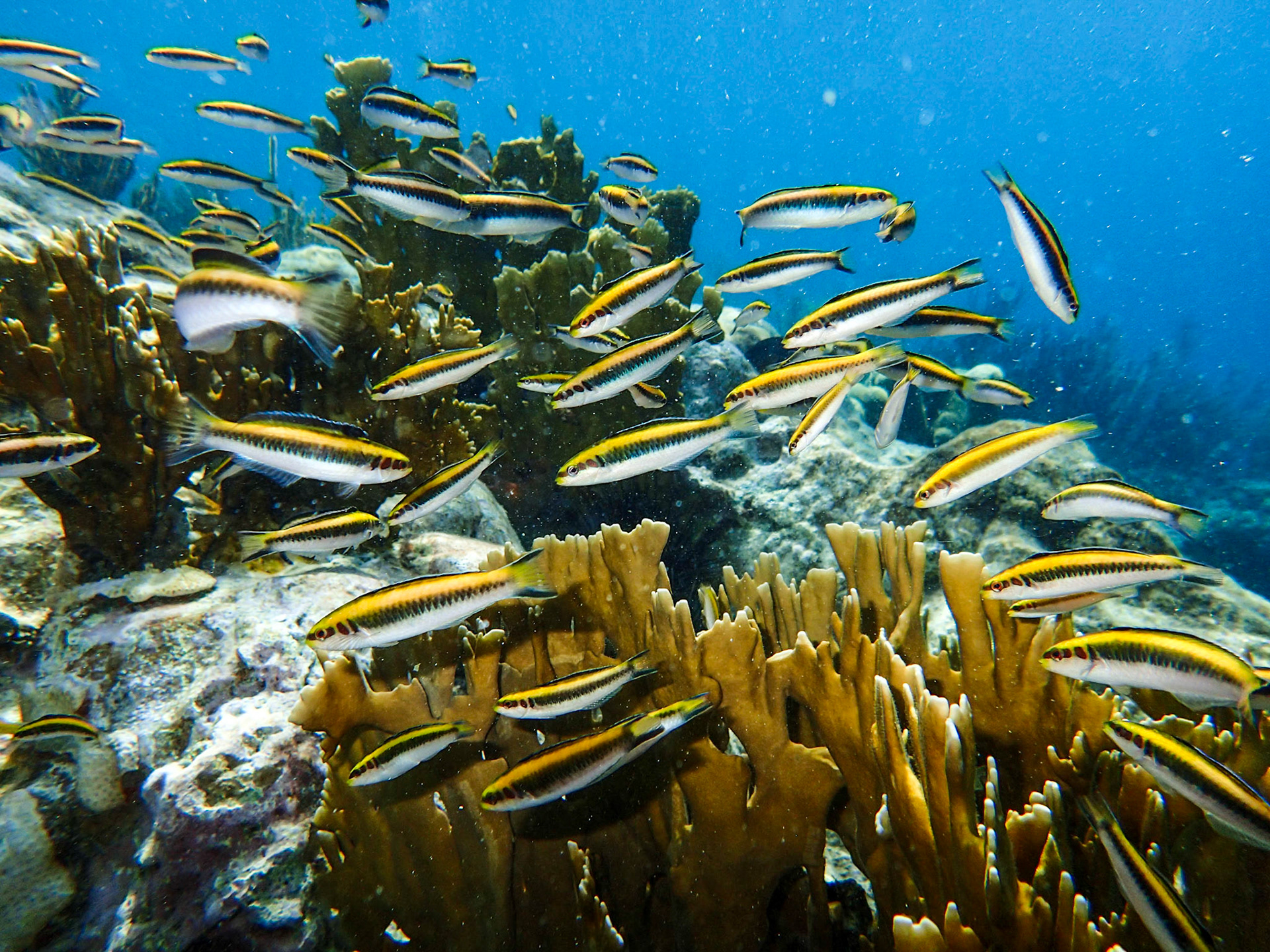 Snorkeling at the Indians near Norman Island