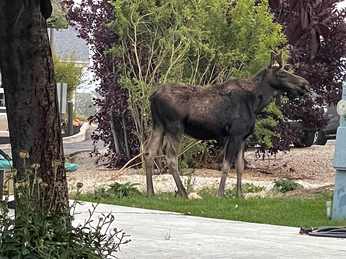 Our campground moose is young, with new antlers