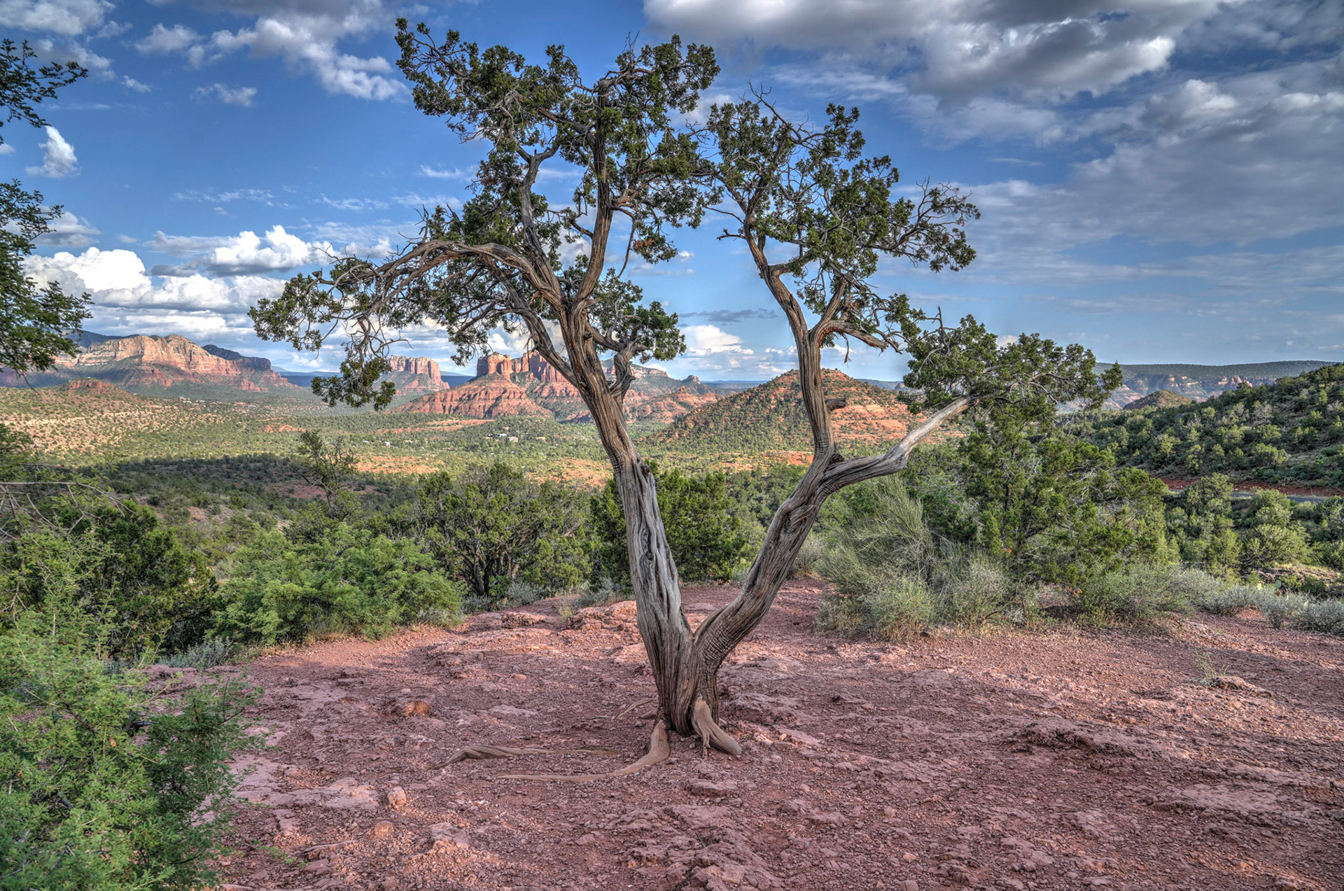 Juniper at the Cathedral Rock overlook
