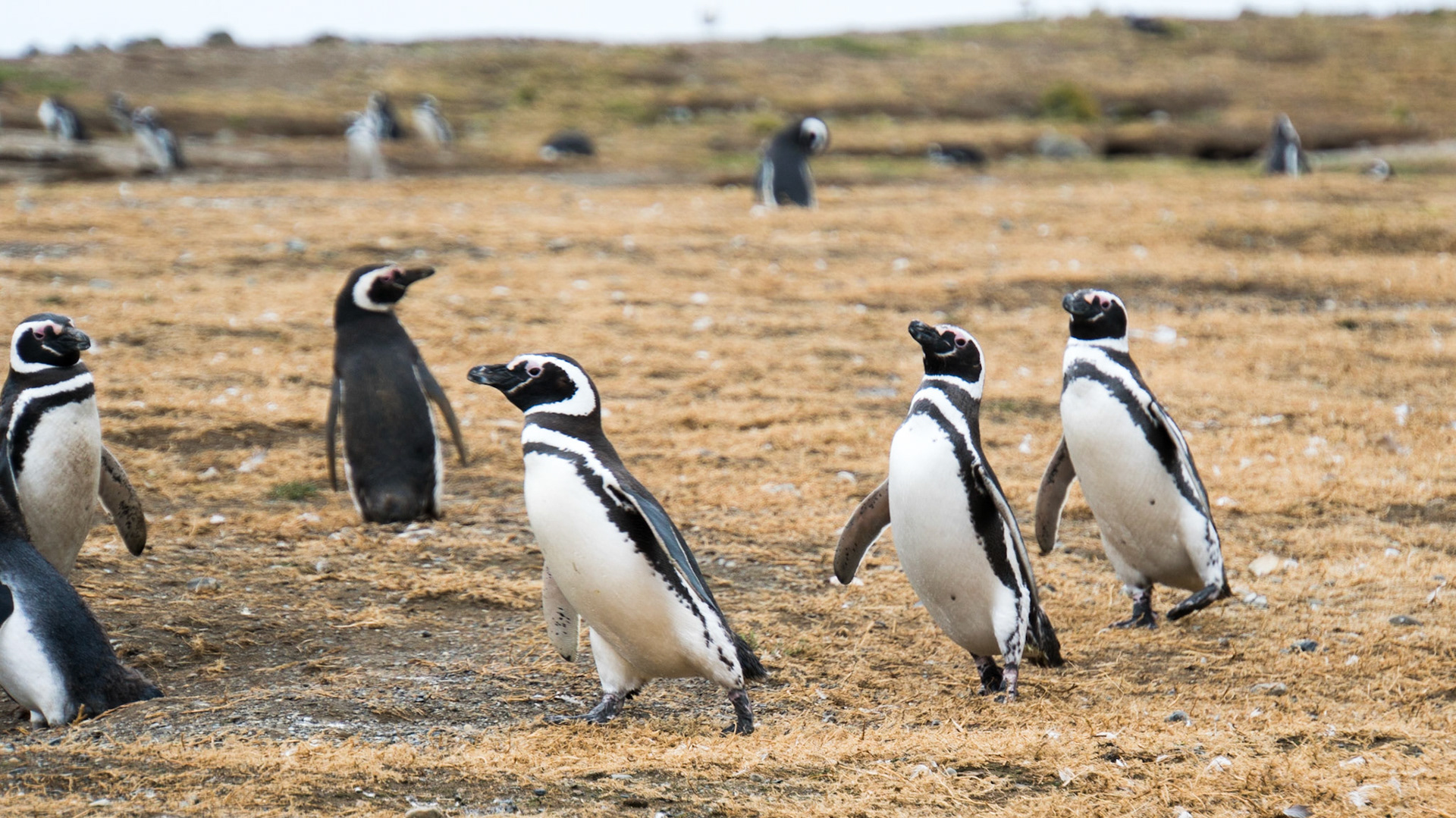 Magellanic penguins