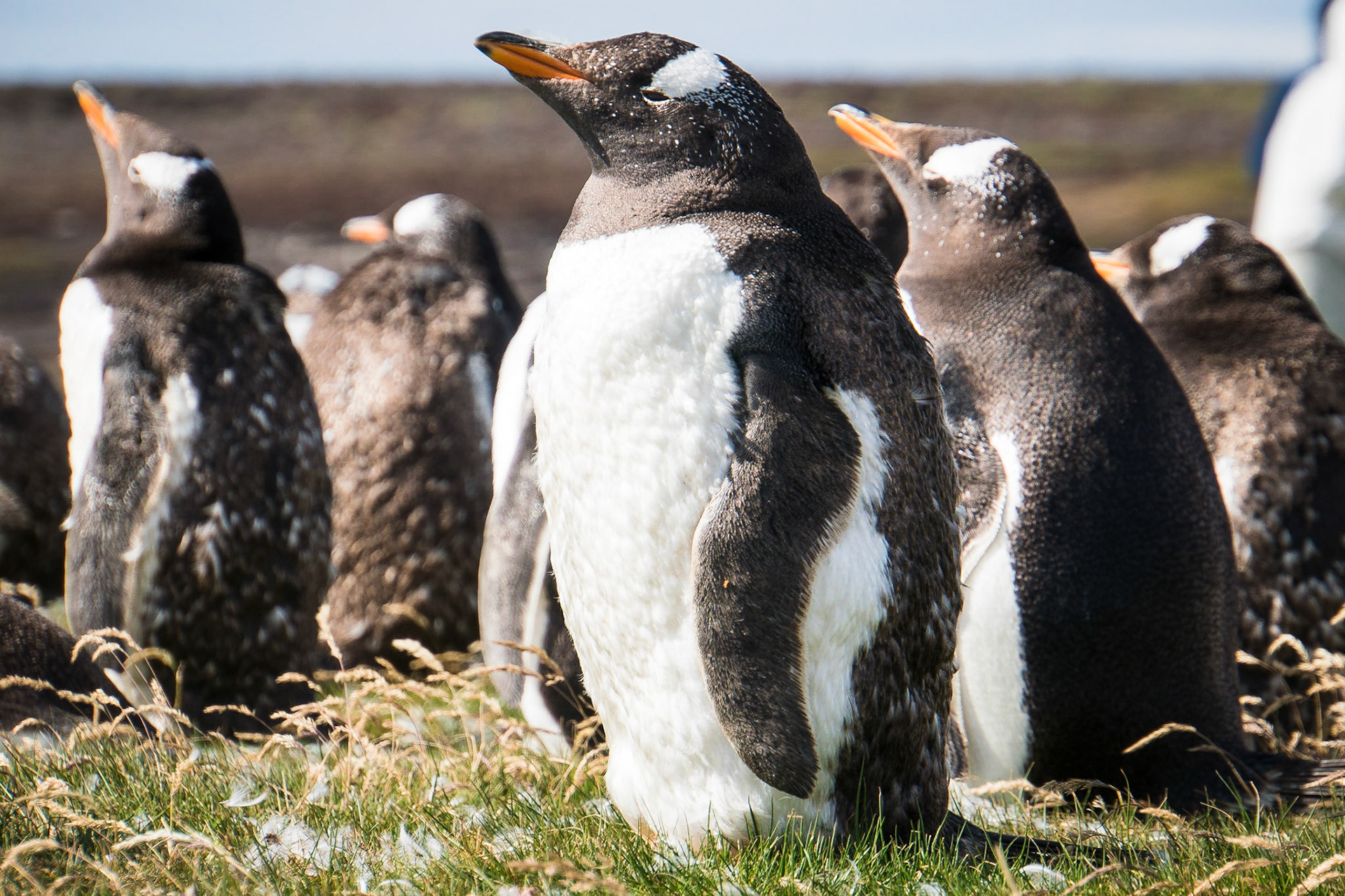 Gentoo penguins at Volunteer Point in the Falkland Islands