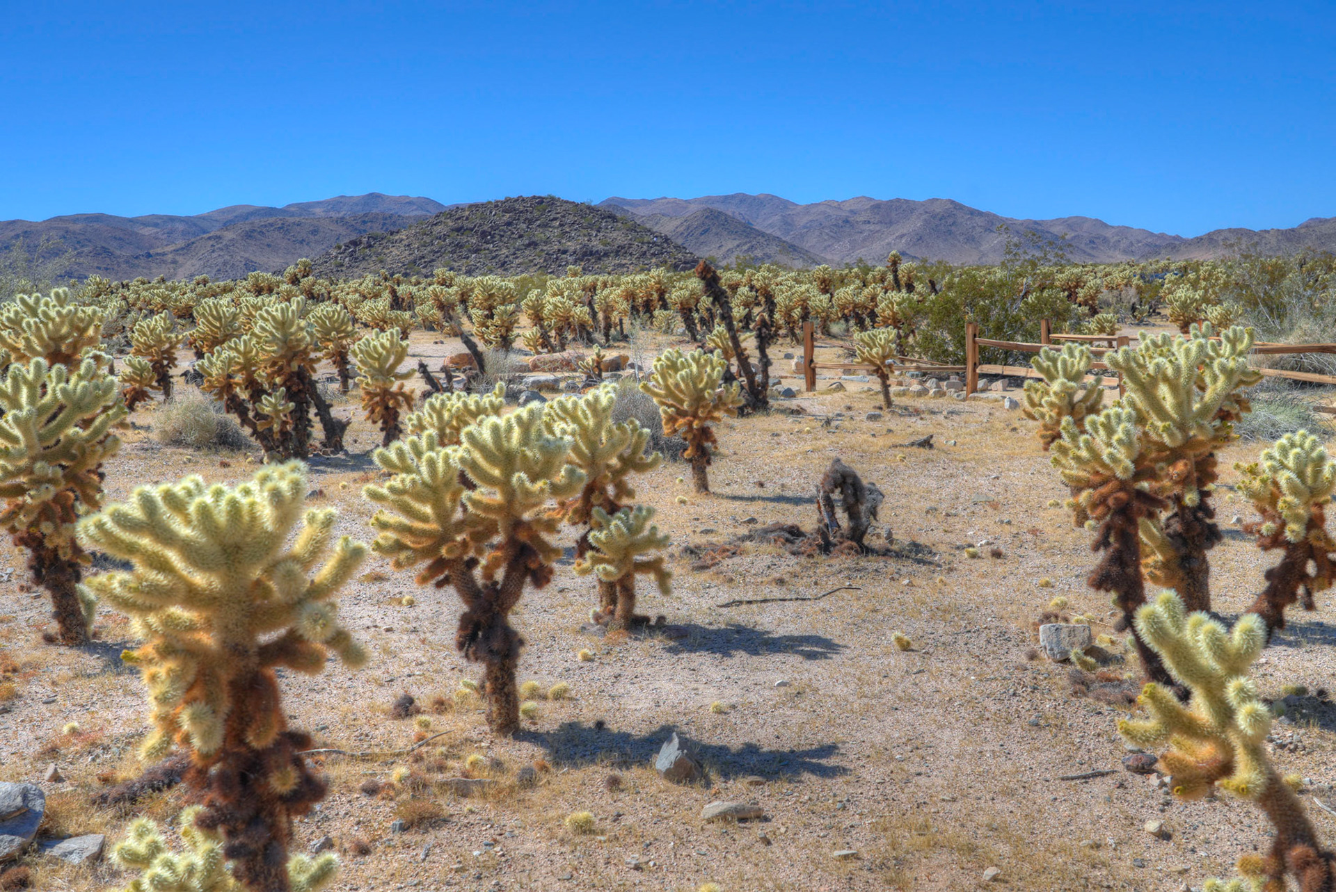 Cholla Cactus