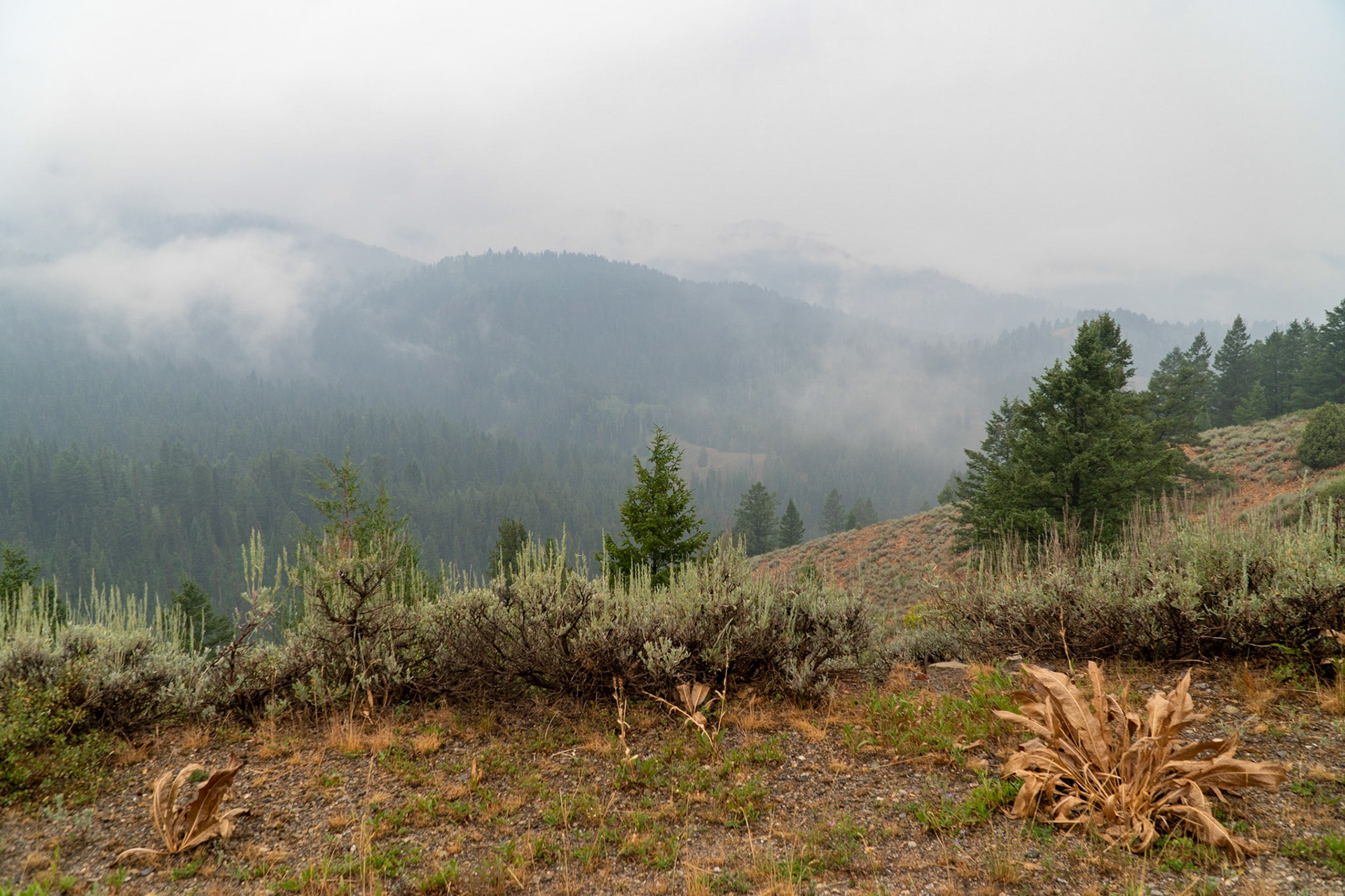 Along the jeep road at the Pine Creek Overlook