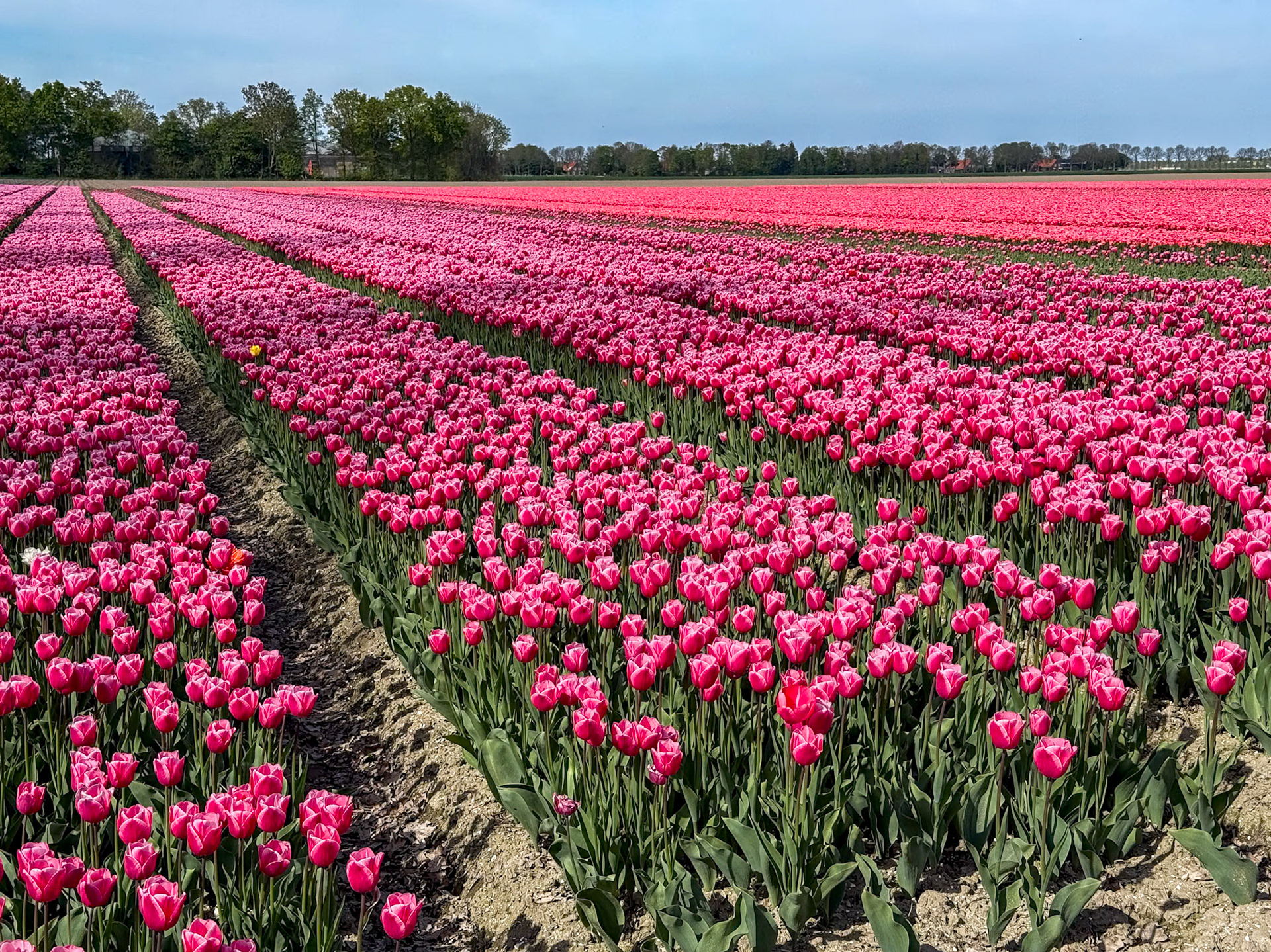 Tulip tour with Gerrit,  our tour guide