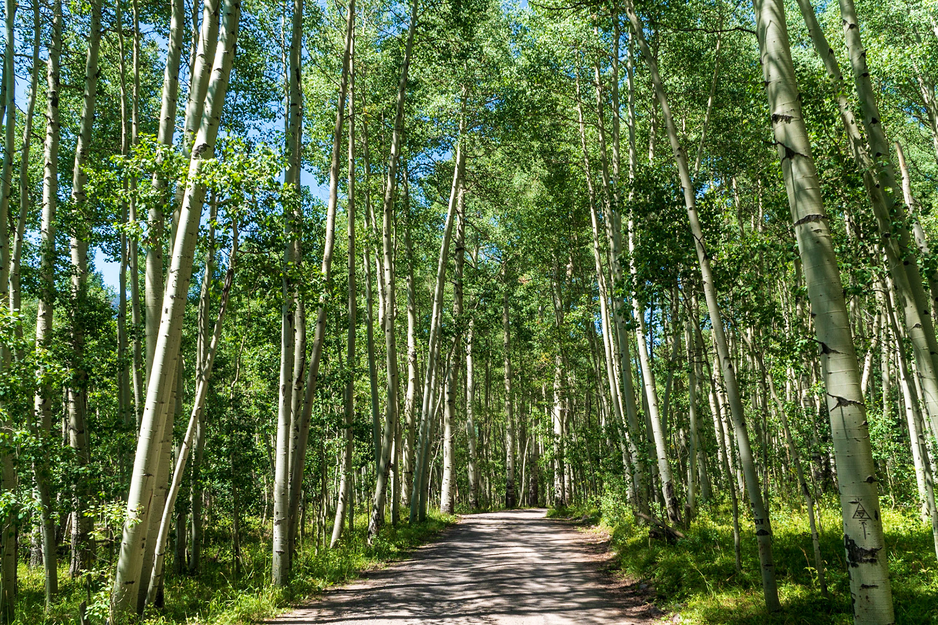 Aspen groves high in the mountains