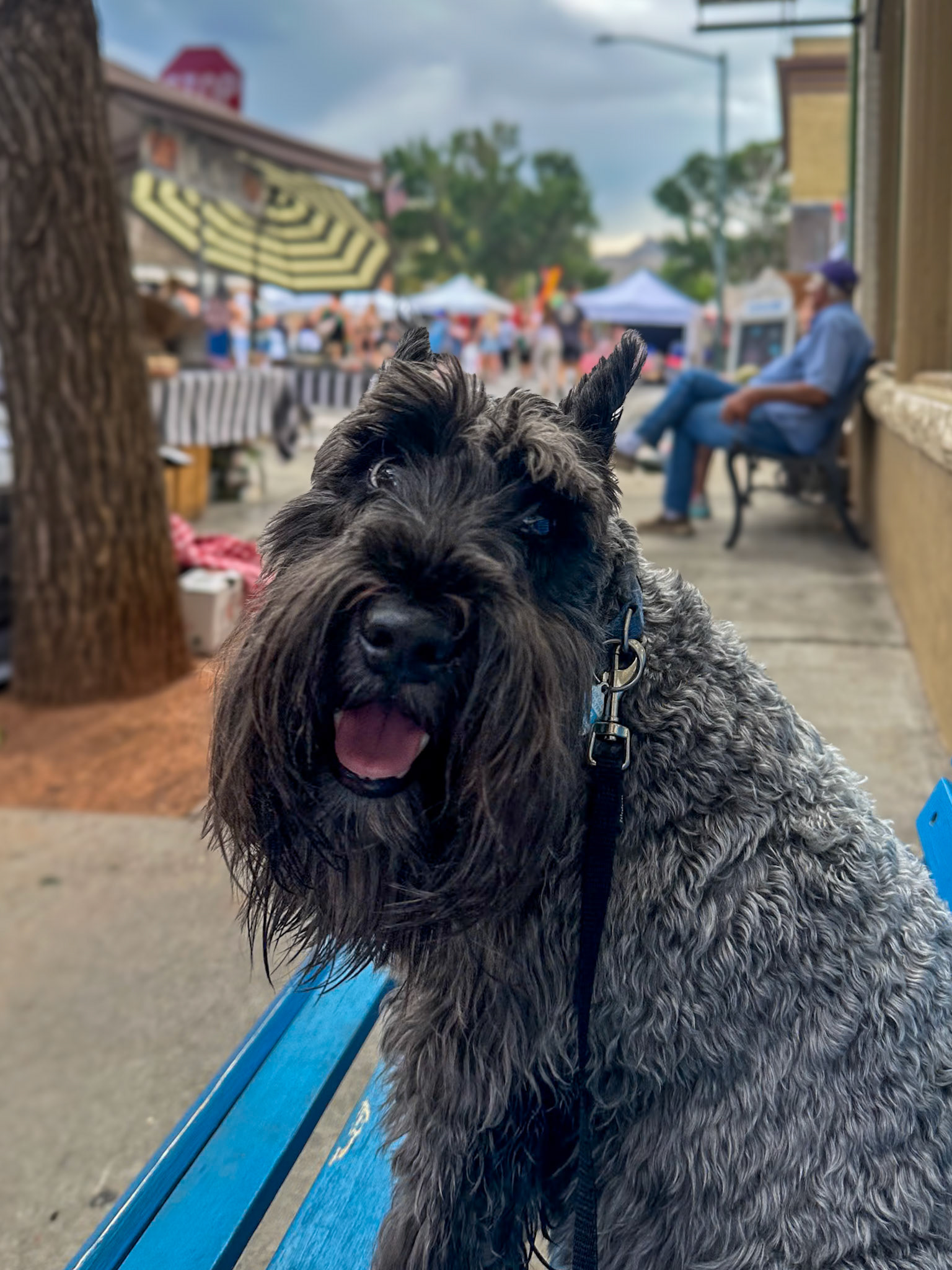 Tripp taking a rest at the market