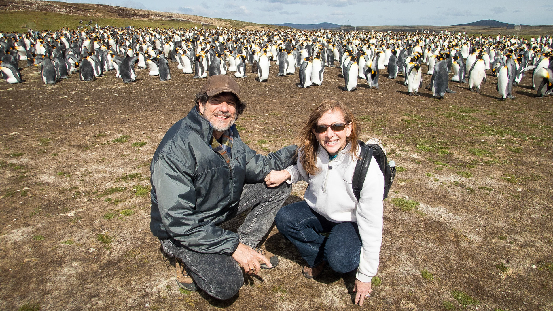 King penguins at Volunteer Point in the Falkland Islands