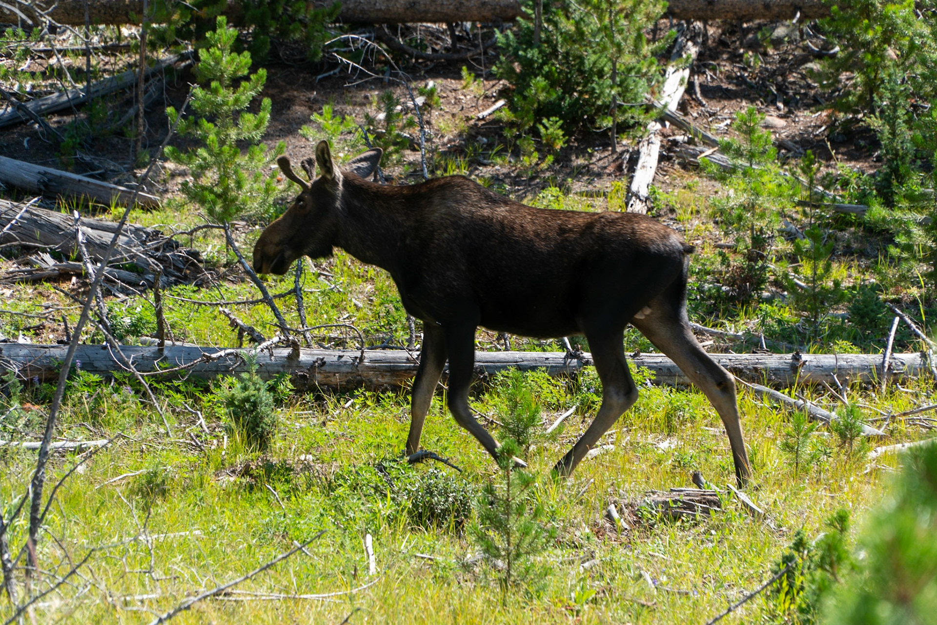 We rarely see moose
