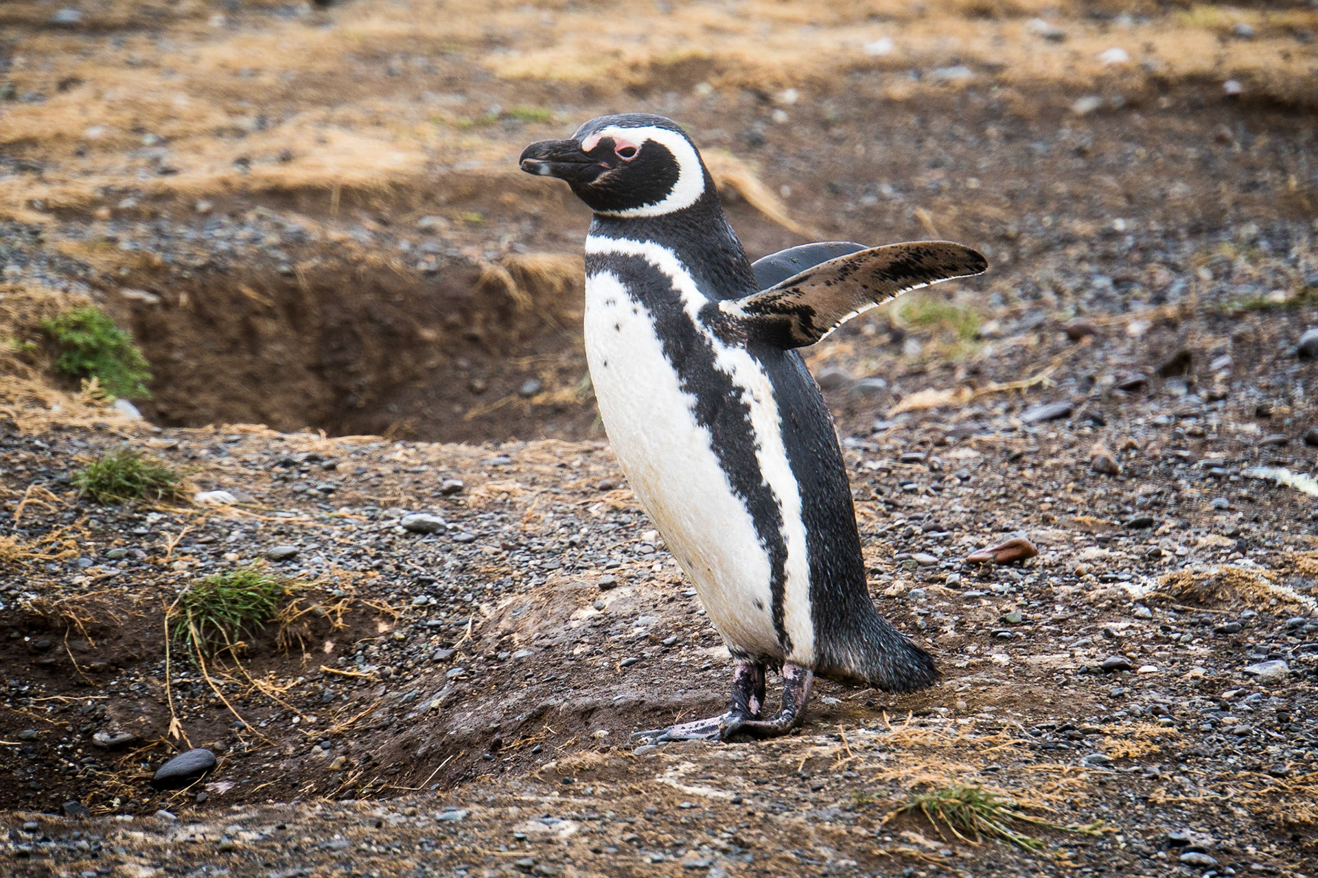 Magellanic penguins
