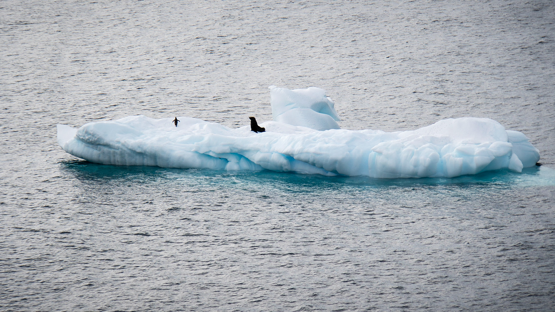 A seal and penguin share an iceberg.  This type of seal doesn't eat penguins