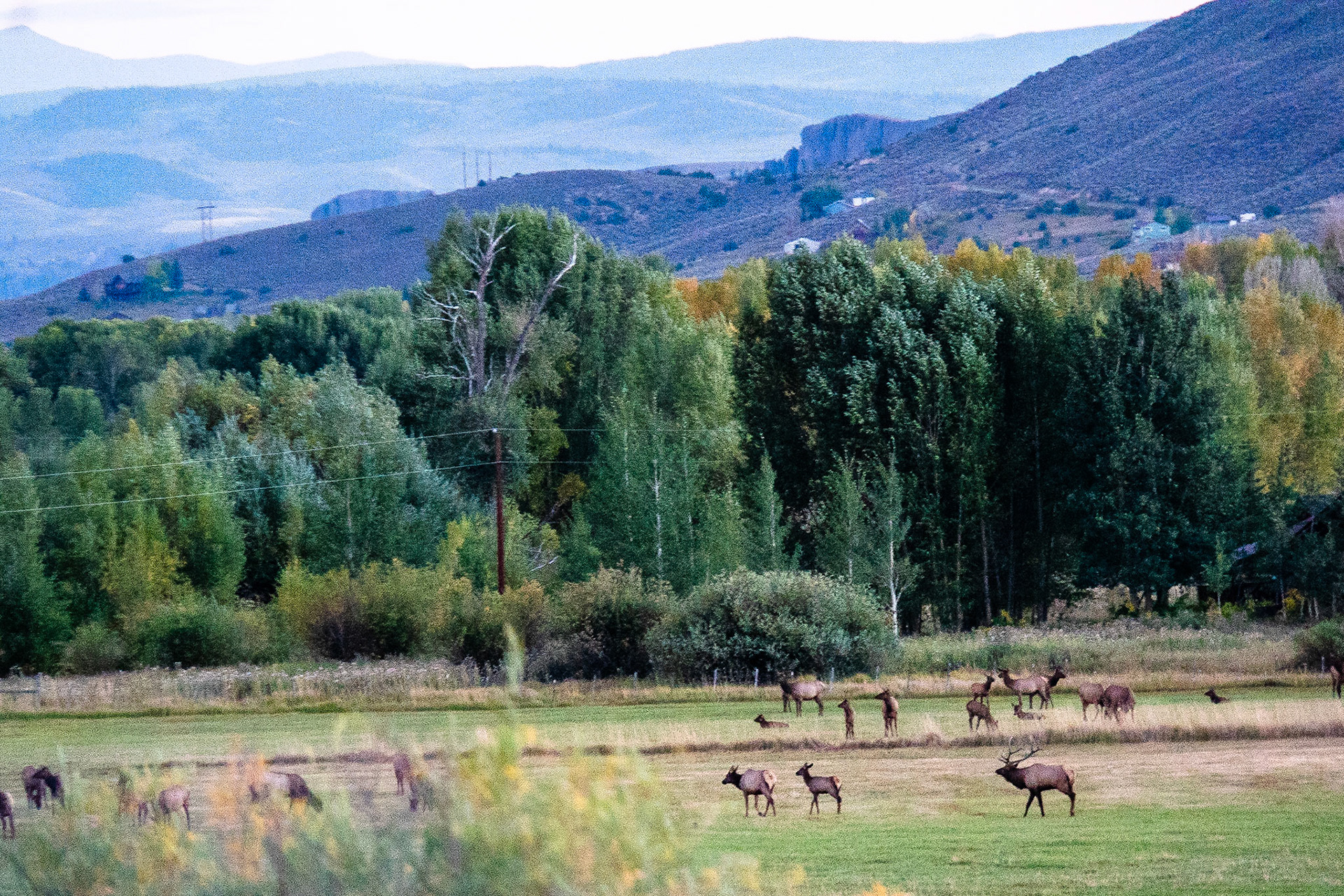 Elk herd near the campground